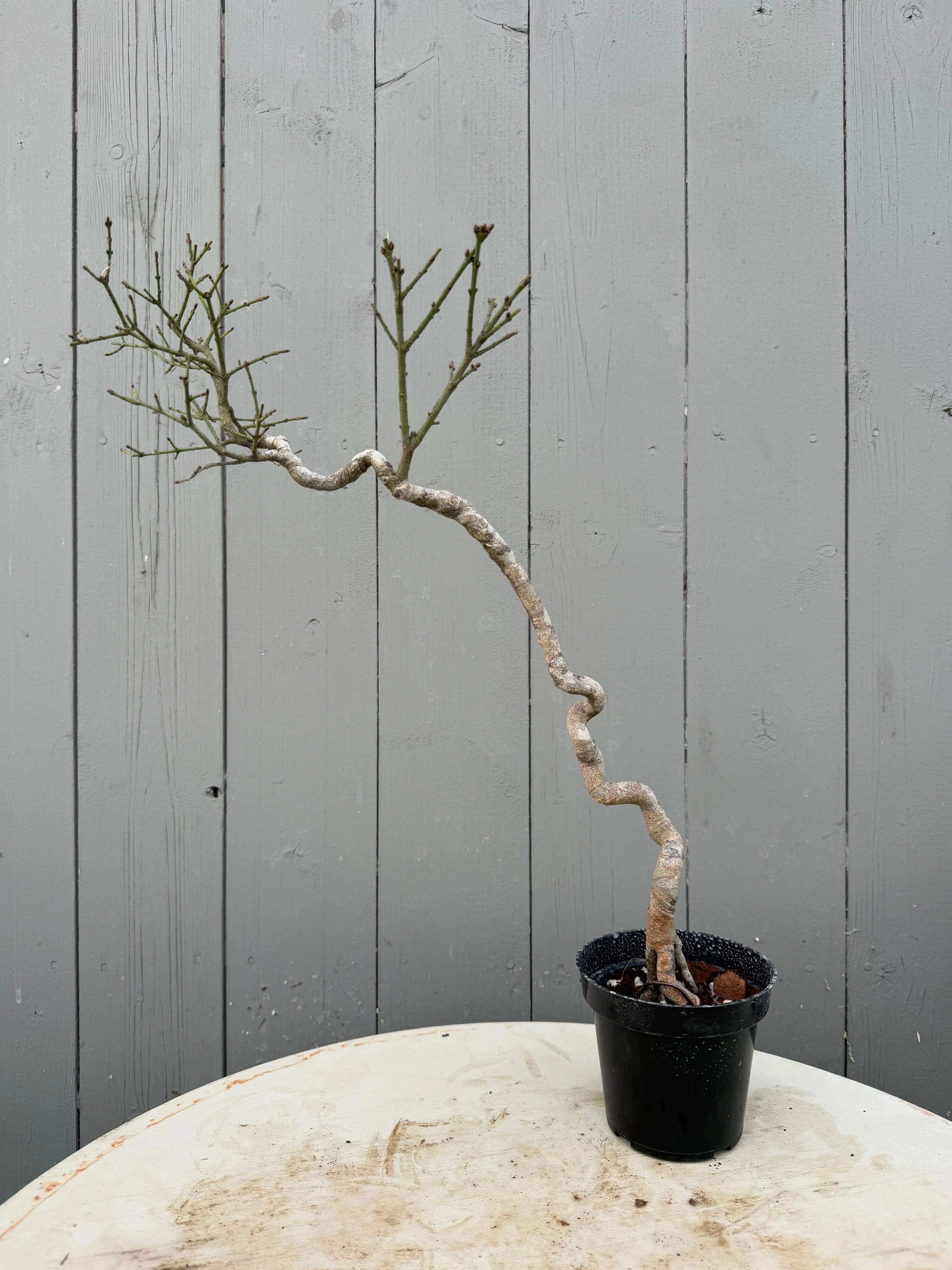 Euonymus Canada Bonsai
