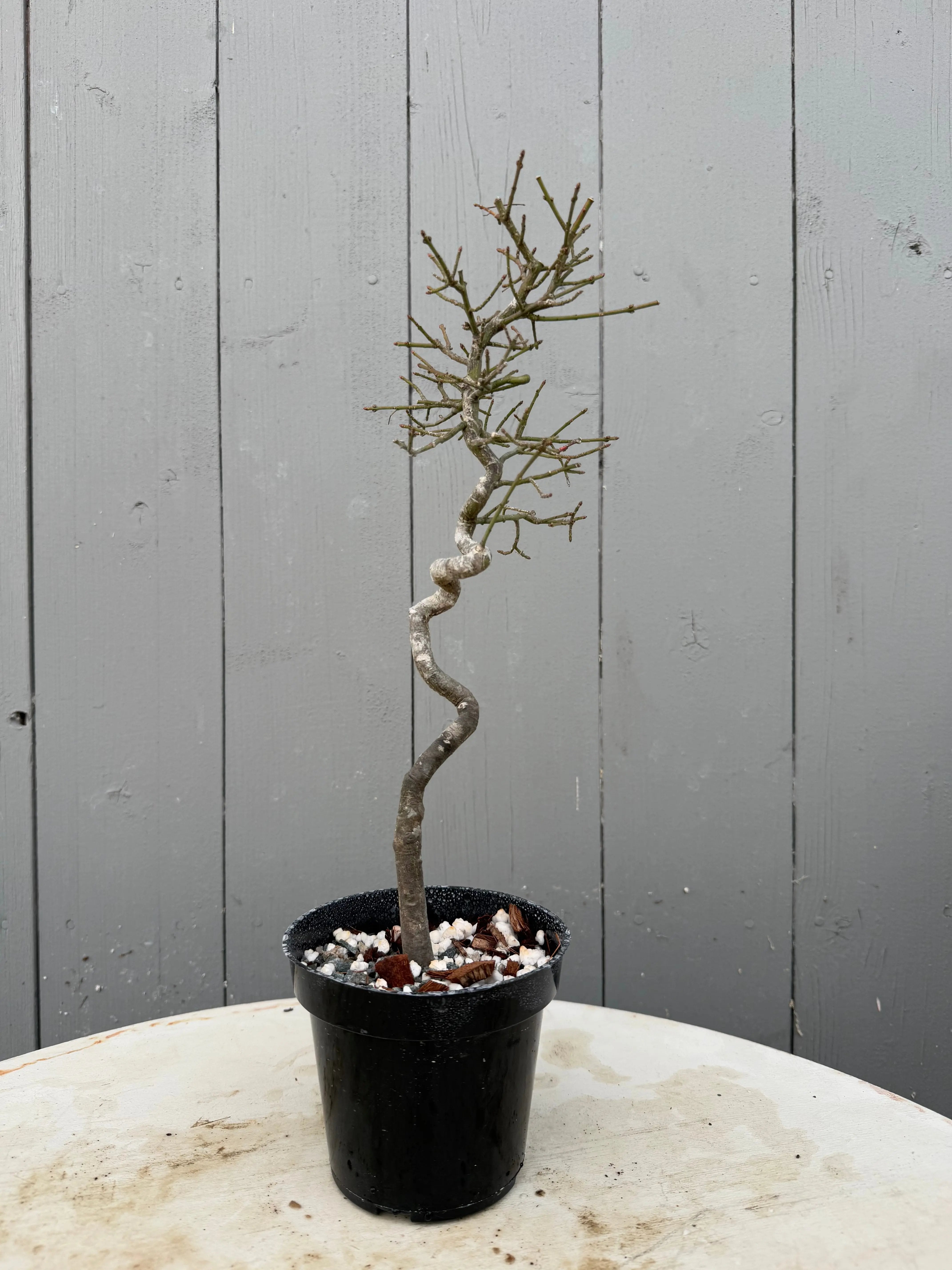 Euonymus Canada Bonsai