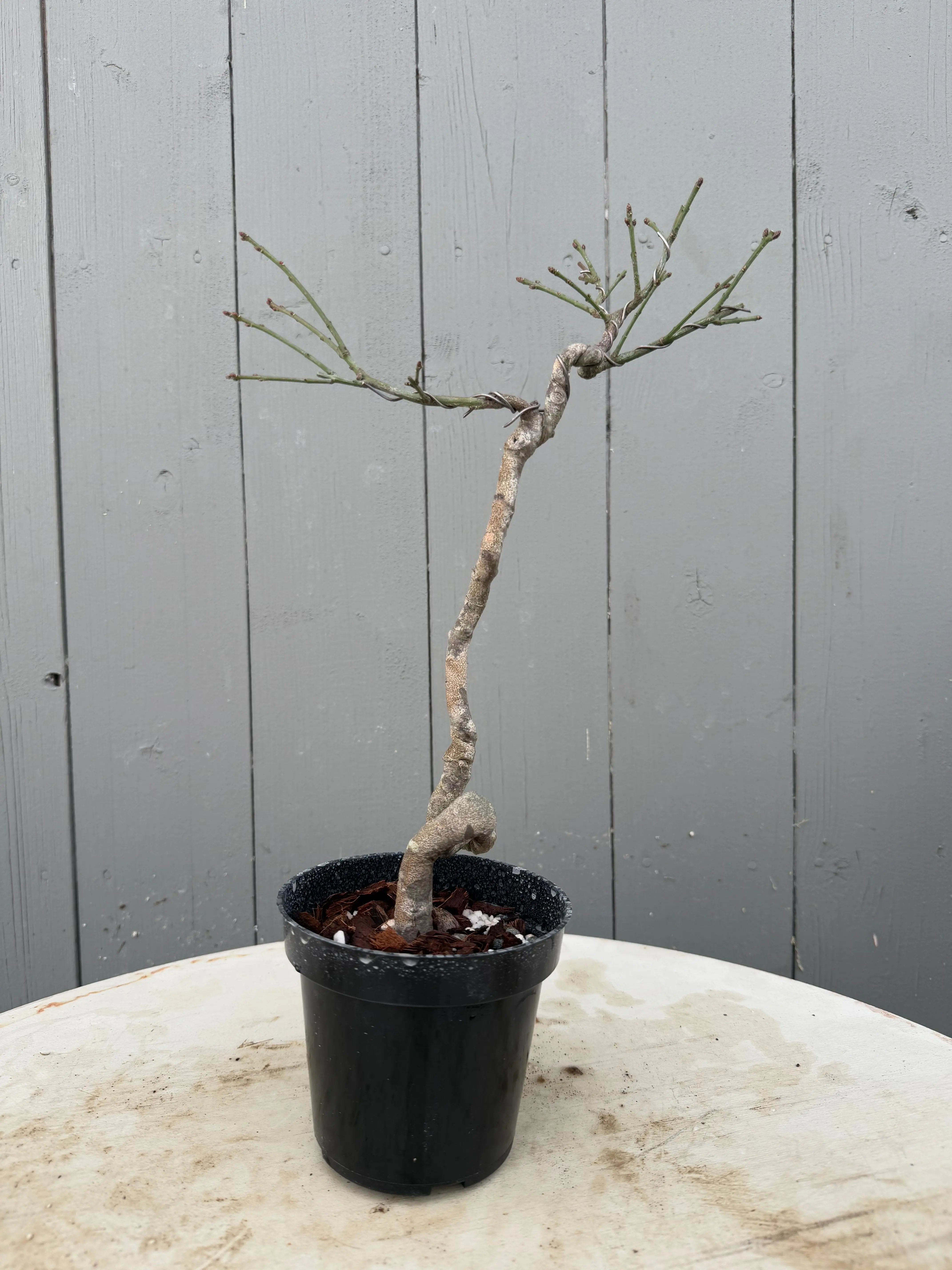 Euonymus Canada Bonsai