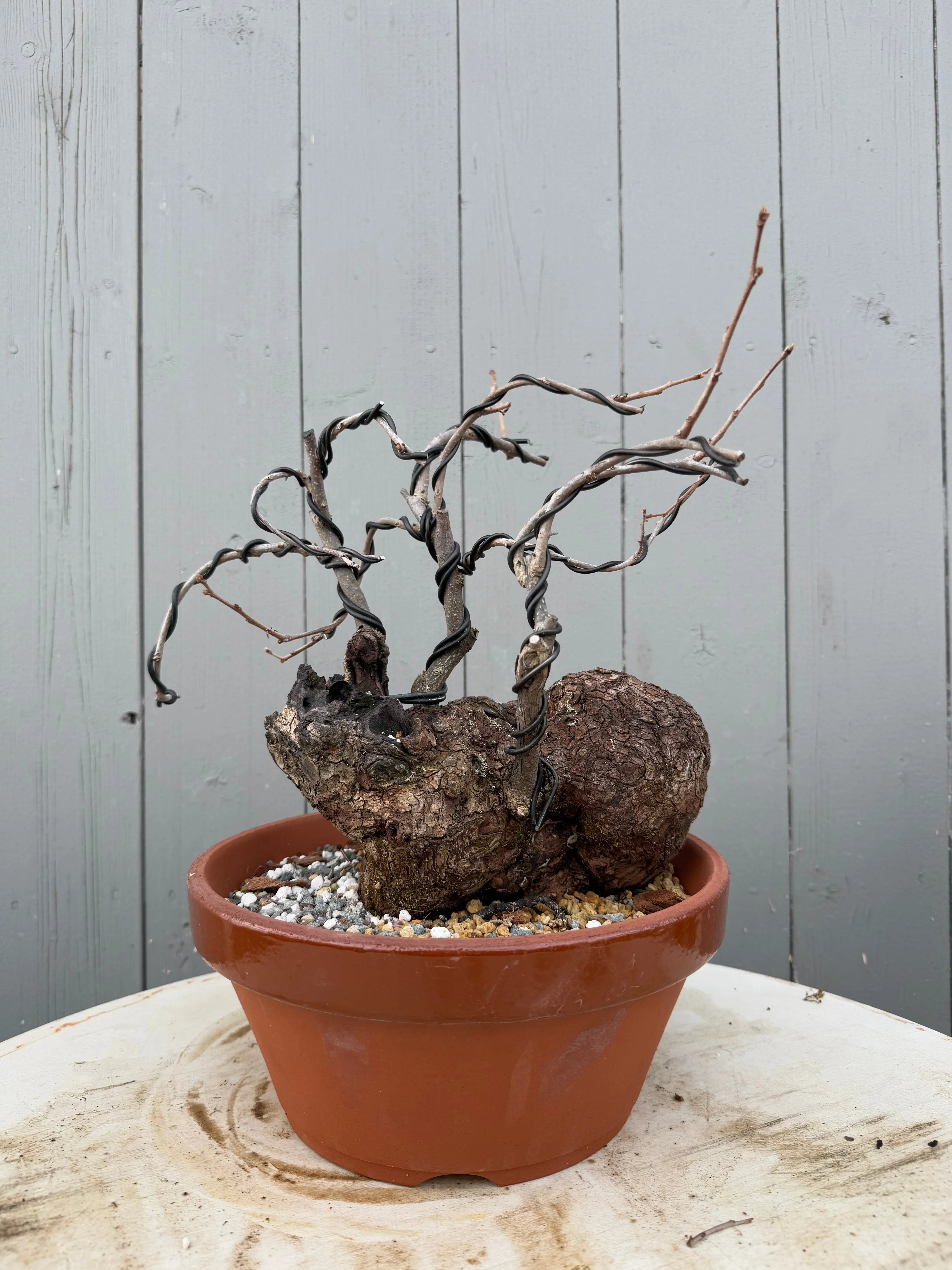 Diospyros Kaki Canada Bonsai