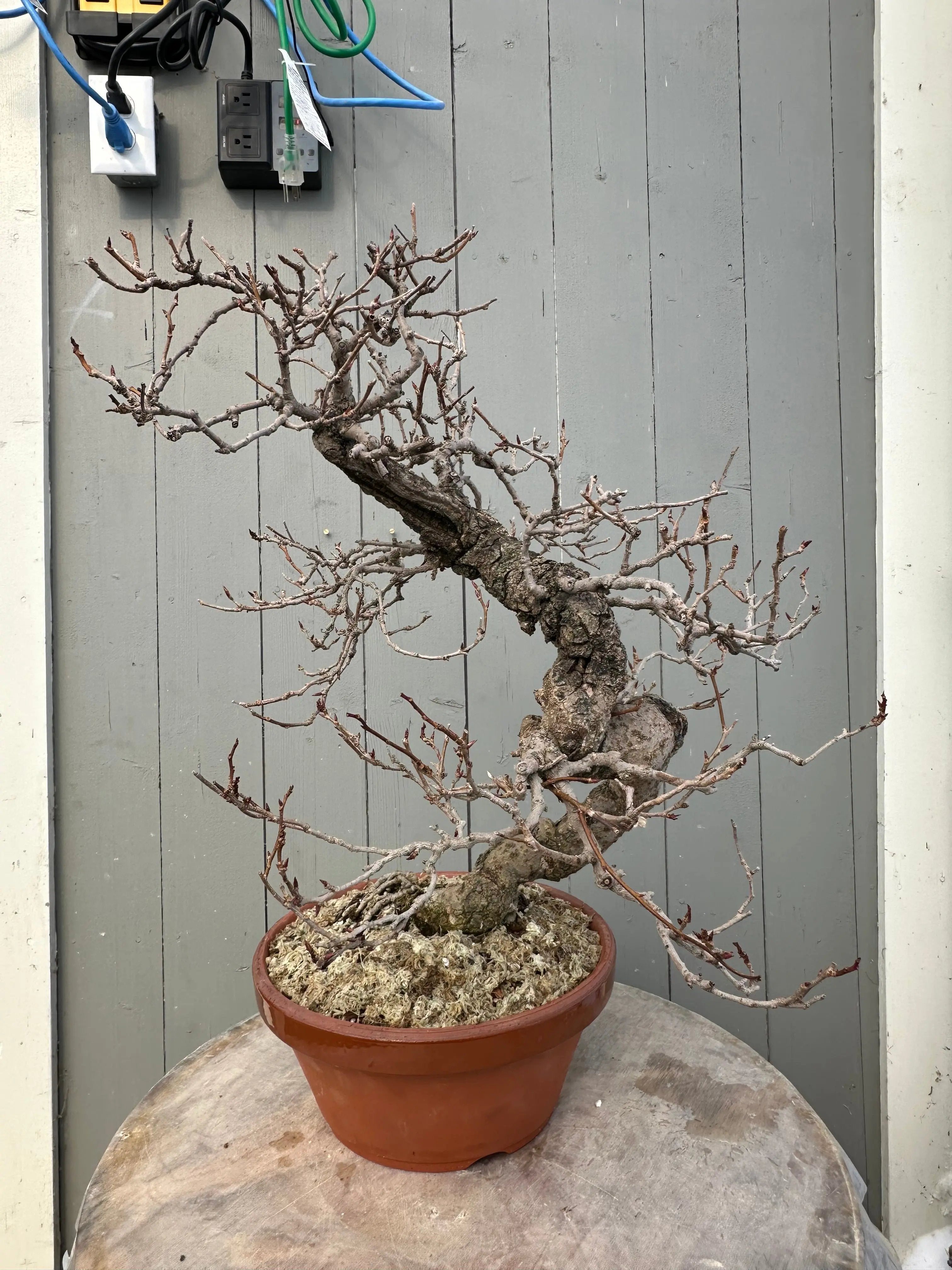 Kadsura #2 Canada Bonsai