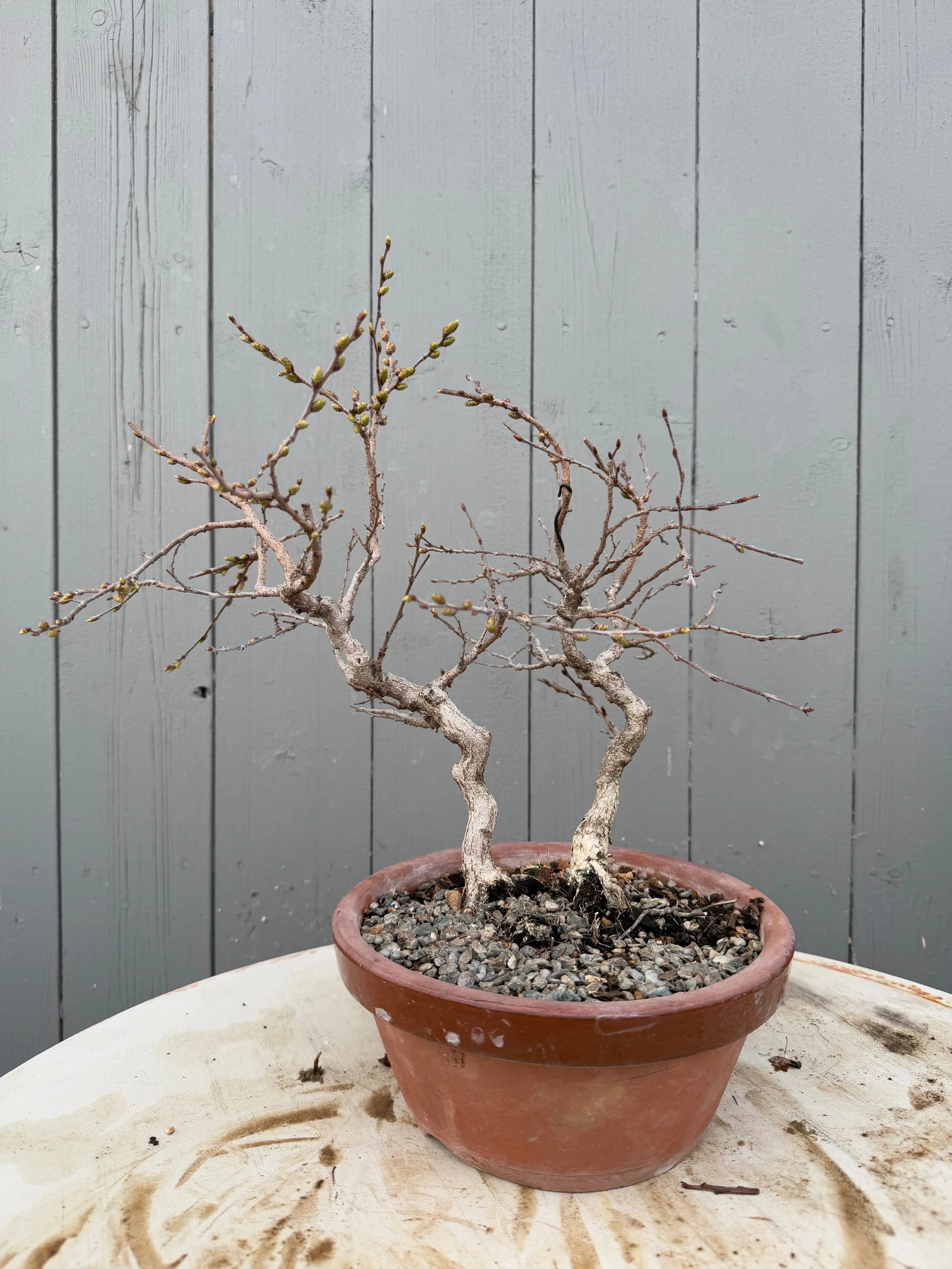 Carpinus turczaninowii Canada Bonsai