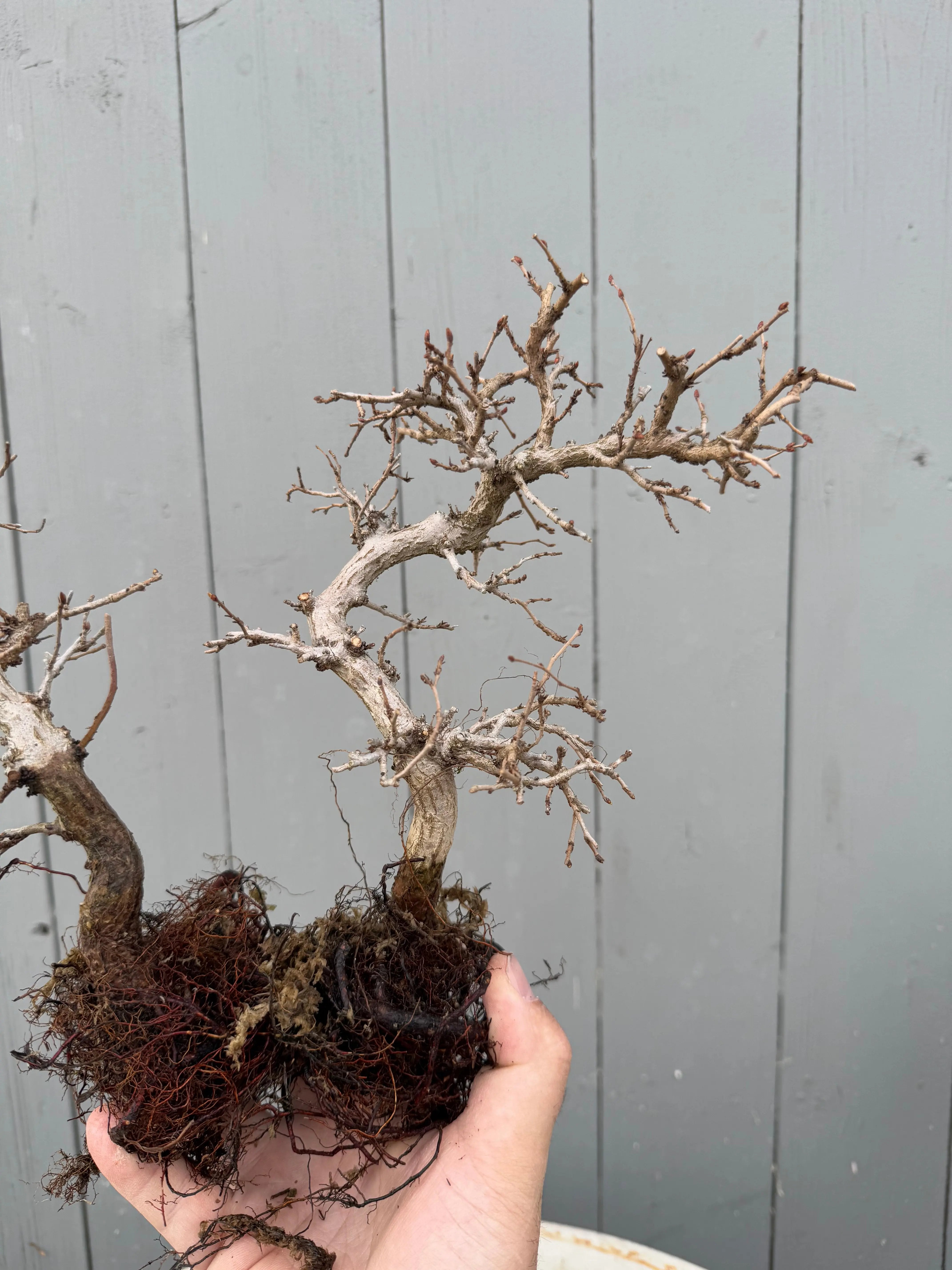 Carpinus turczaninowii Canada Bonsai