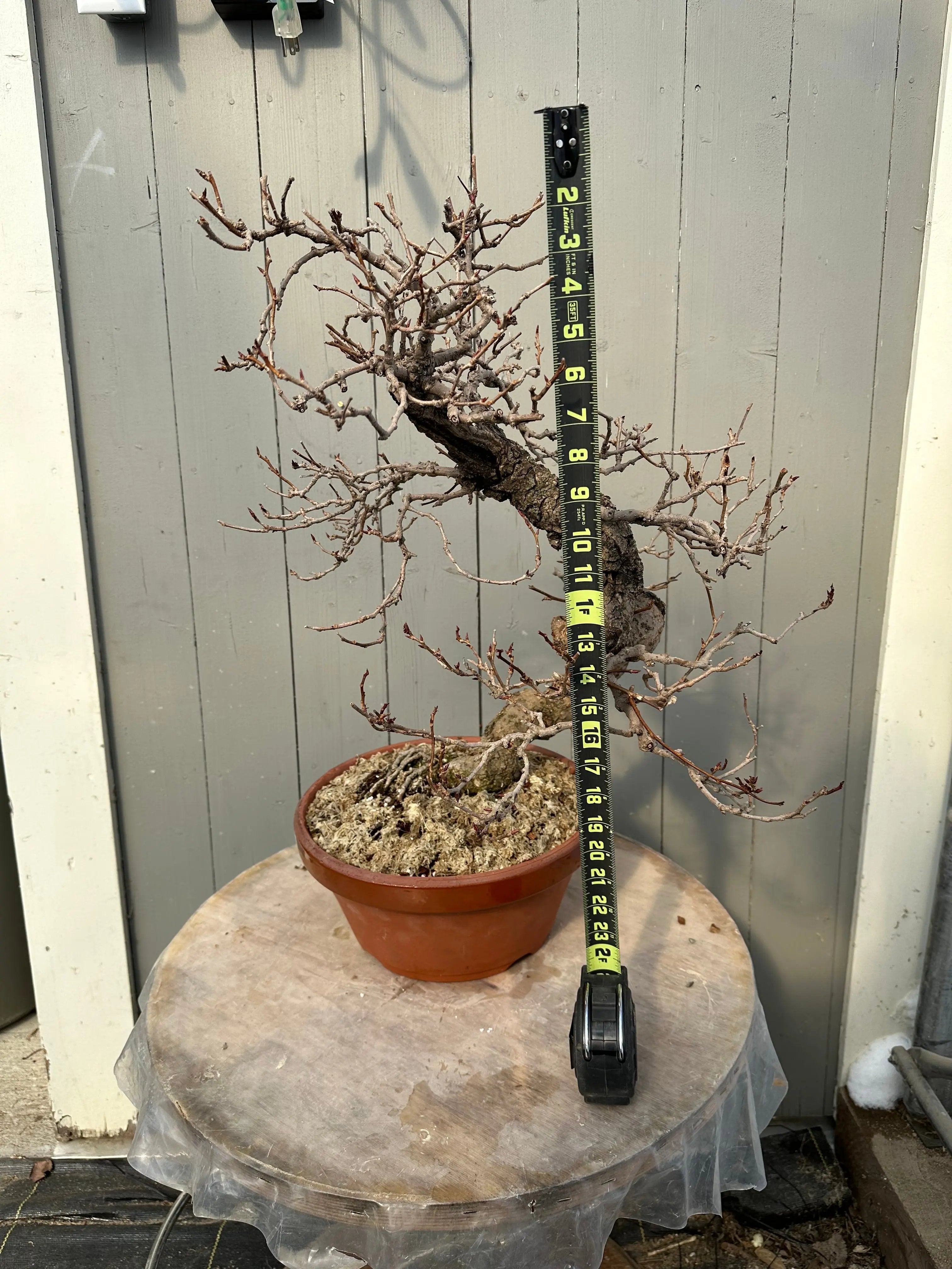 Kadsura #2 Canada Bonsai