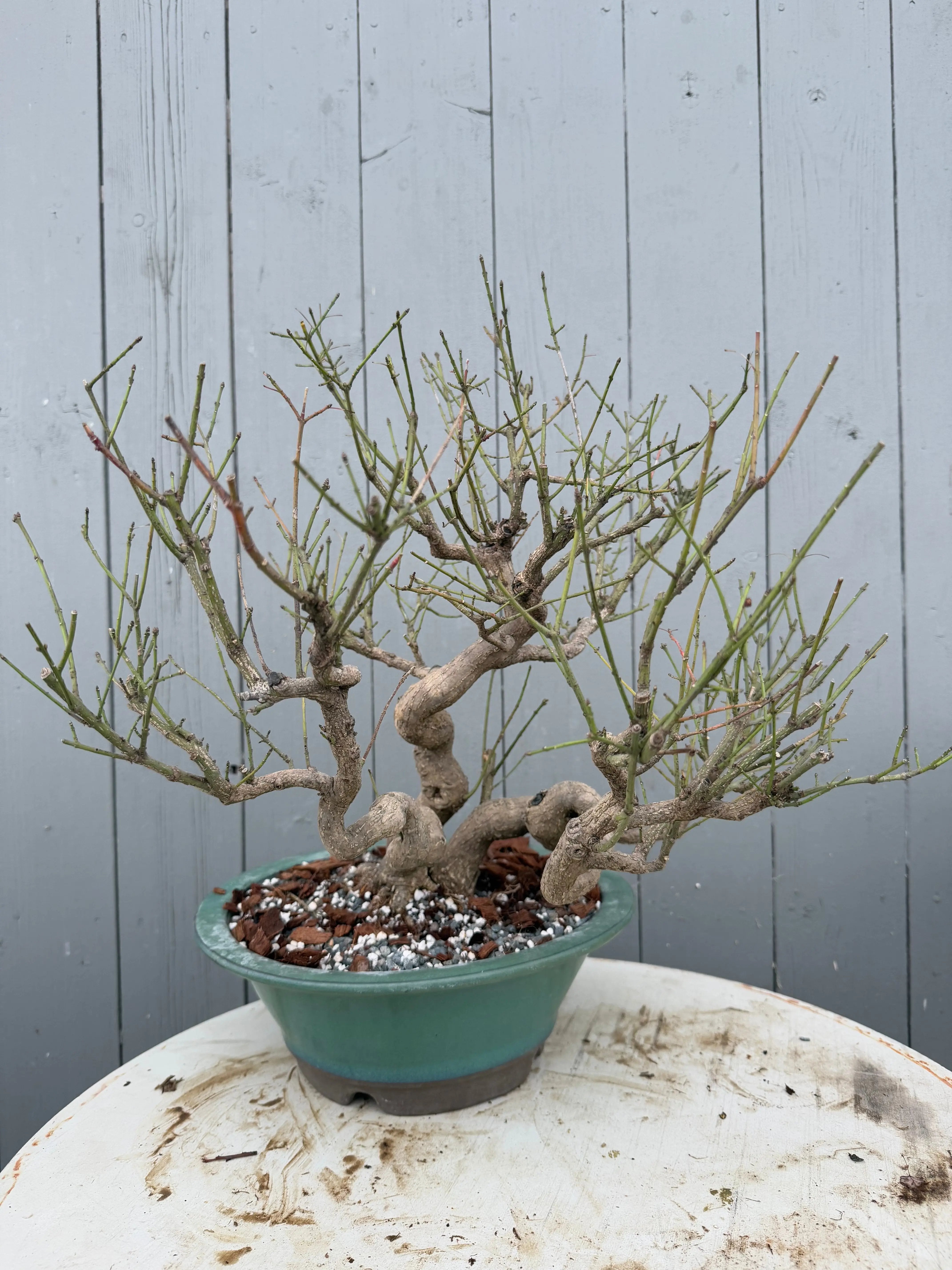 Euonymus Canada Bonsai