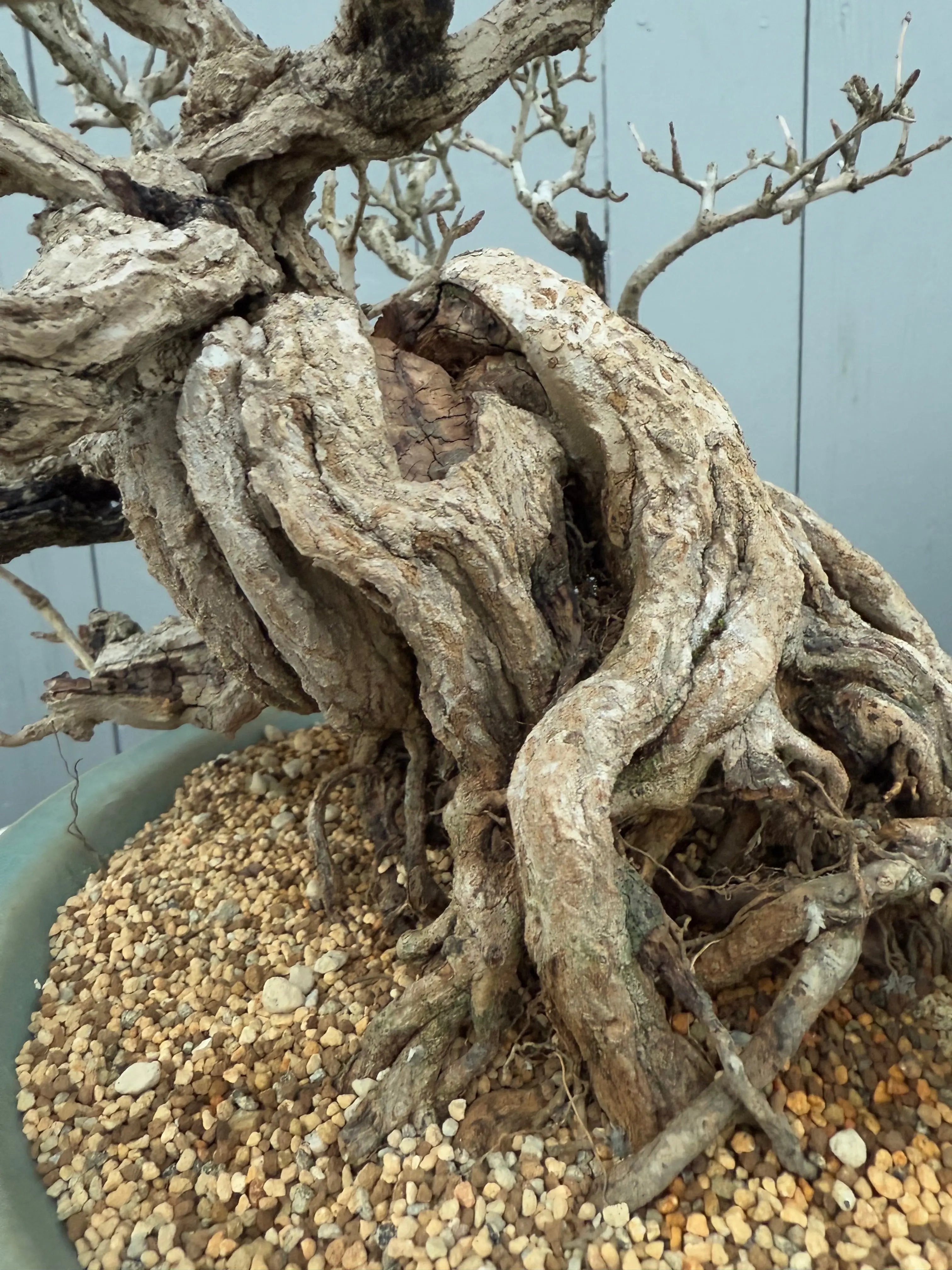 Punica granatum 25th Anniversary Gafu-ten Canada Bonsai
