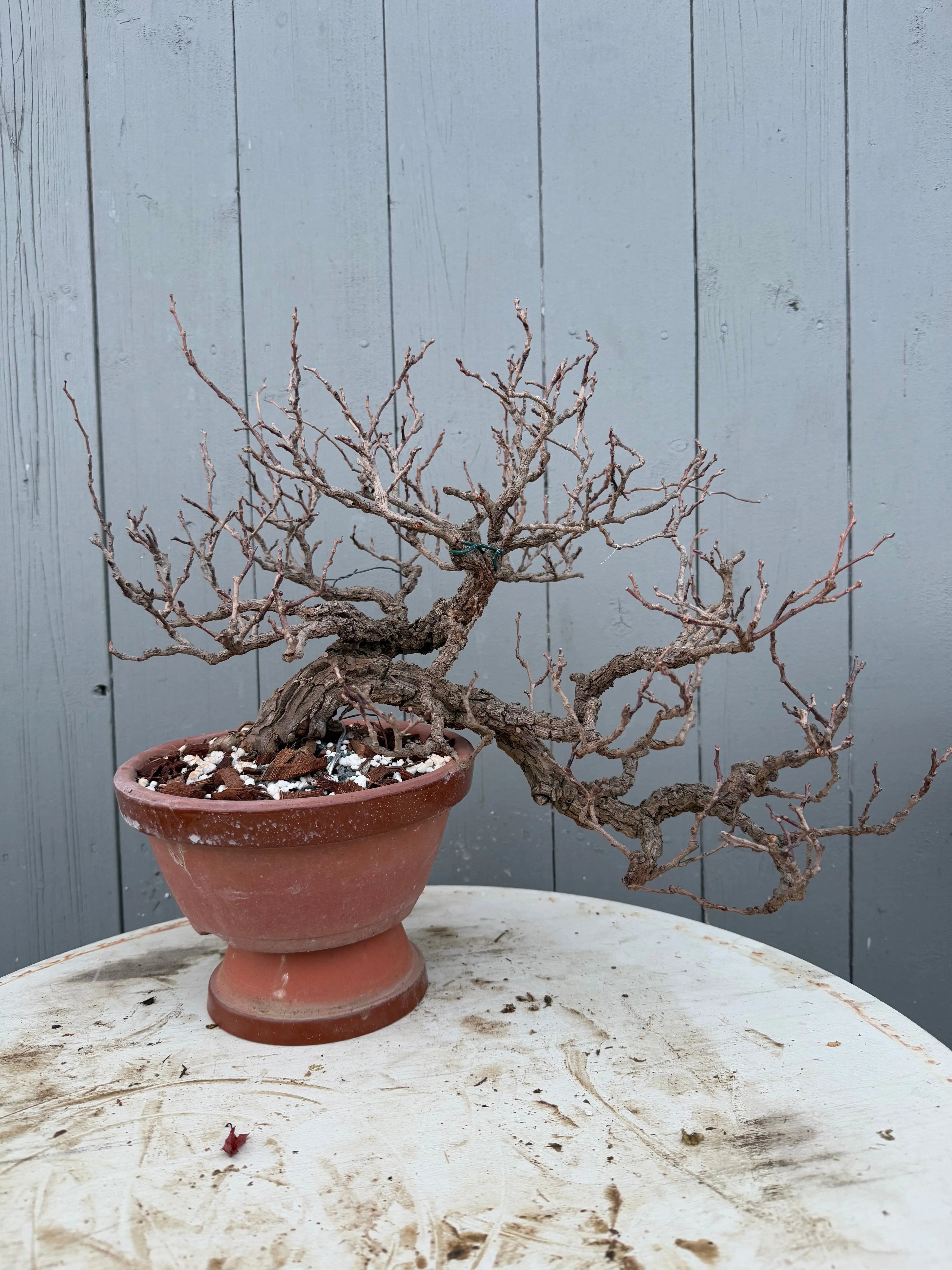 Actinidia arguta Canada Bonsai