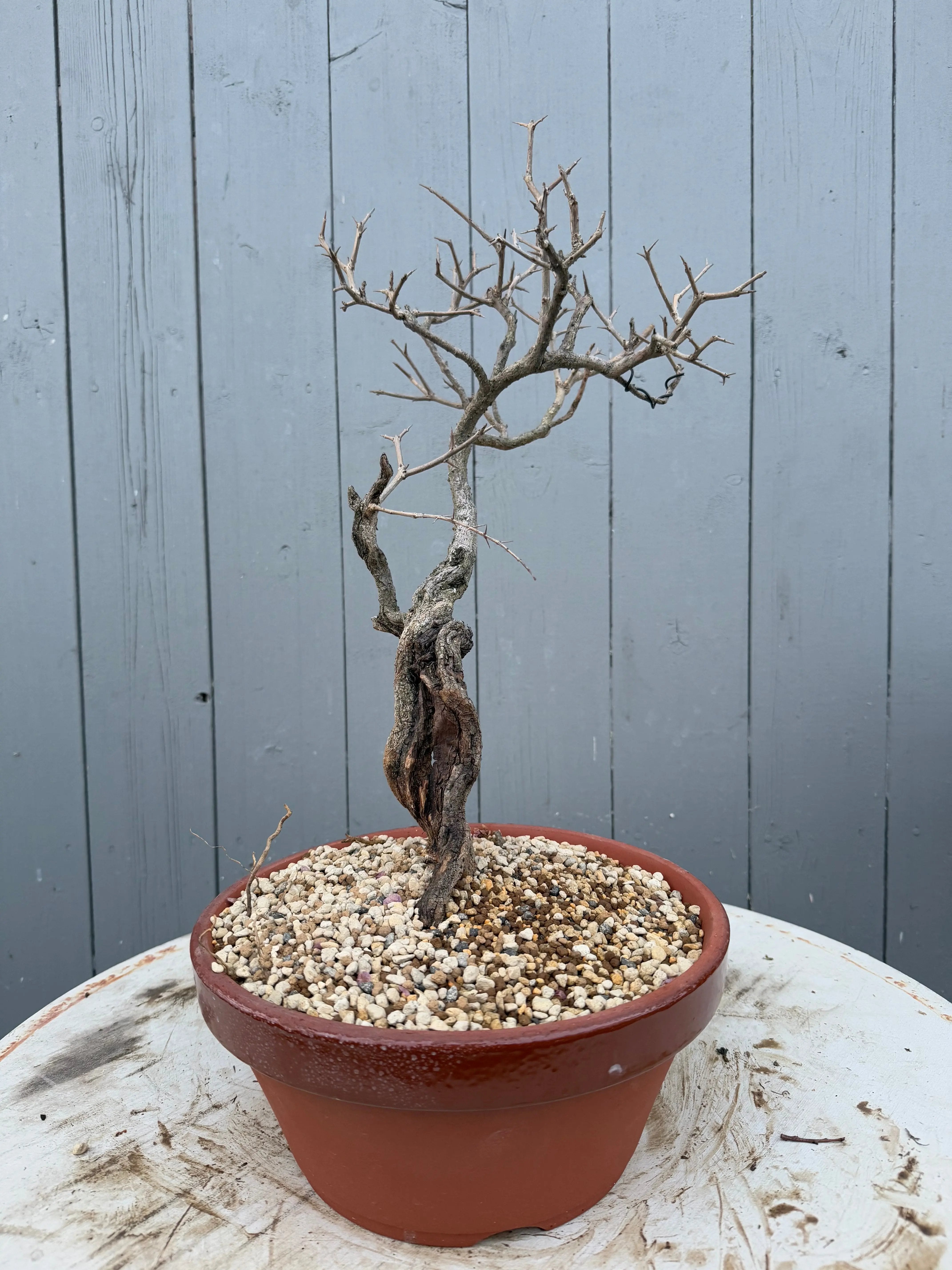 Punica granatum Canada Bonsai