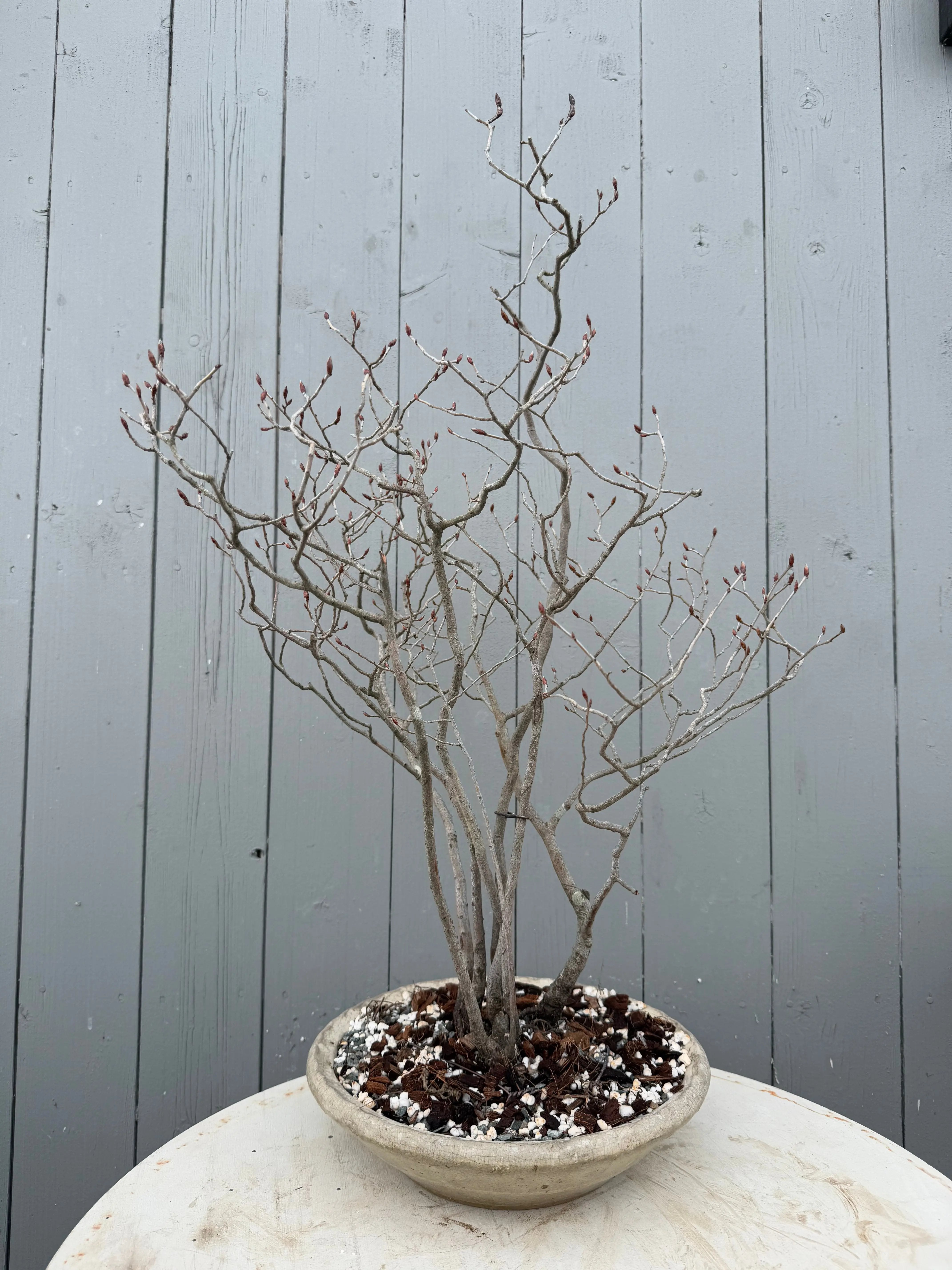 Lindera glauca Canada Bonsai
