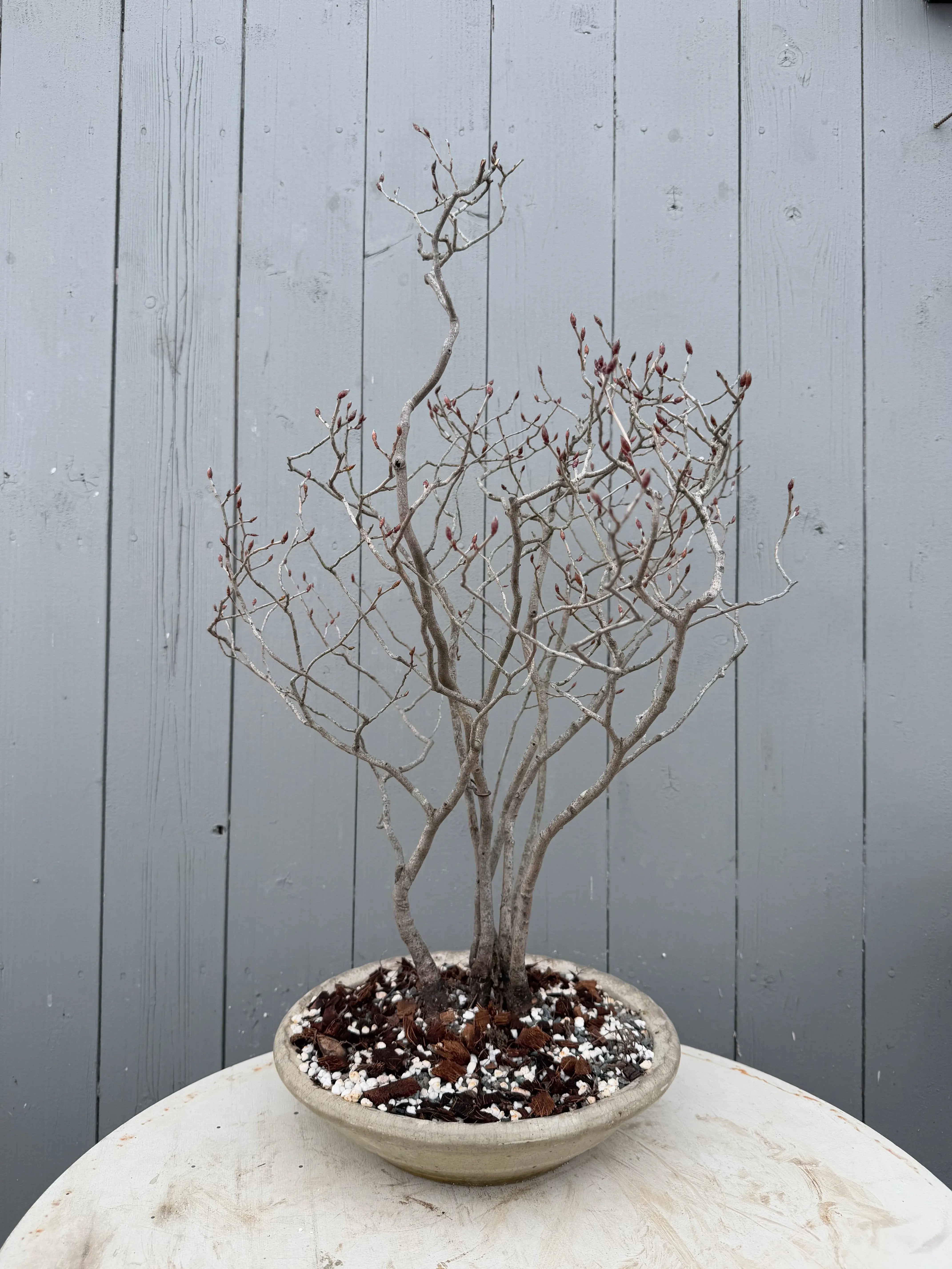 Lindera glauca Canada Bonsai