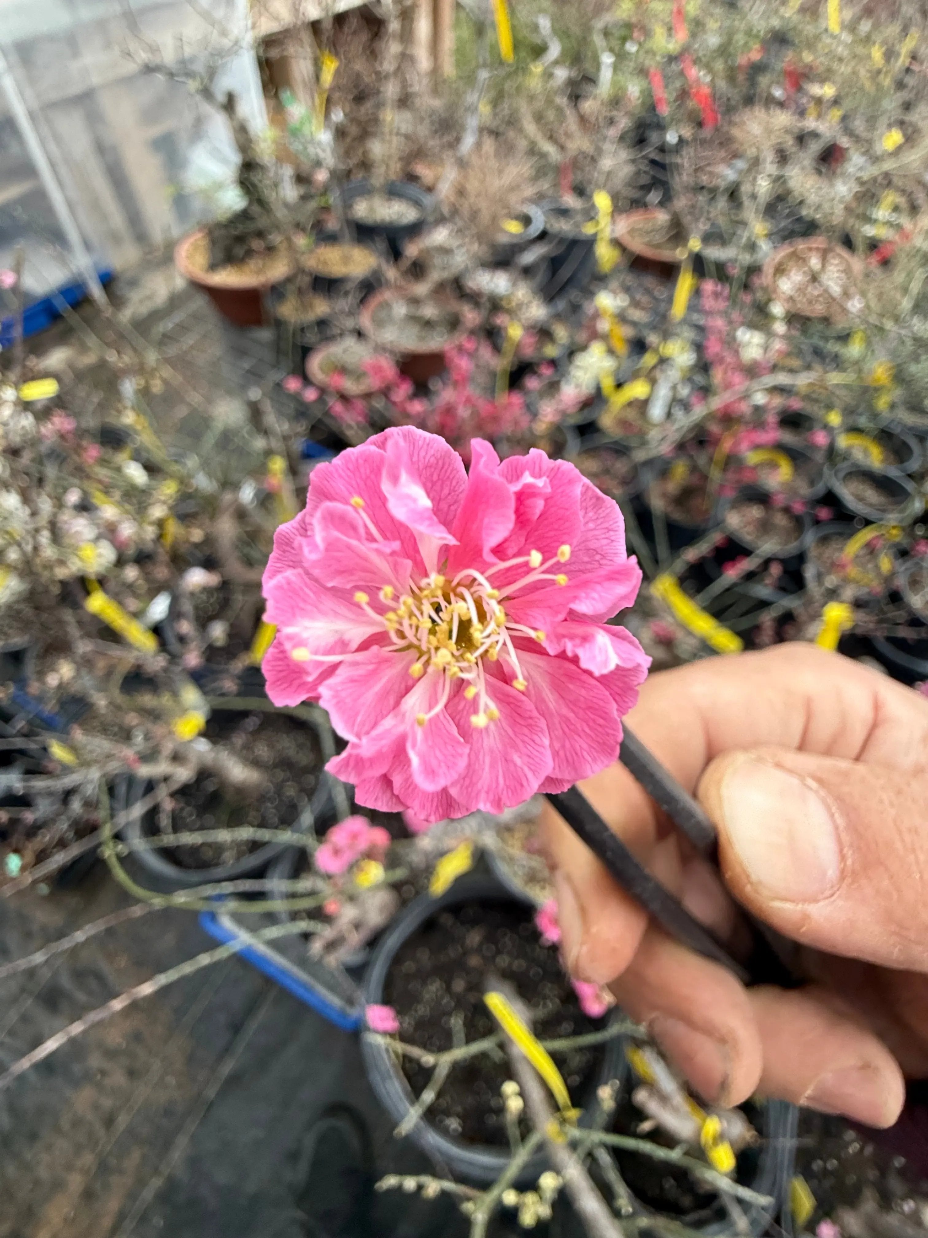 Prunus mume 'SŌNGYUÁN ZHŪSHĀ' Canada Bonsai