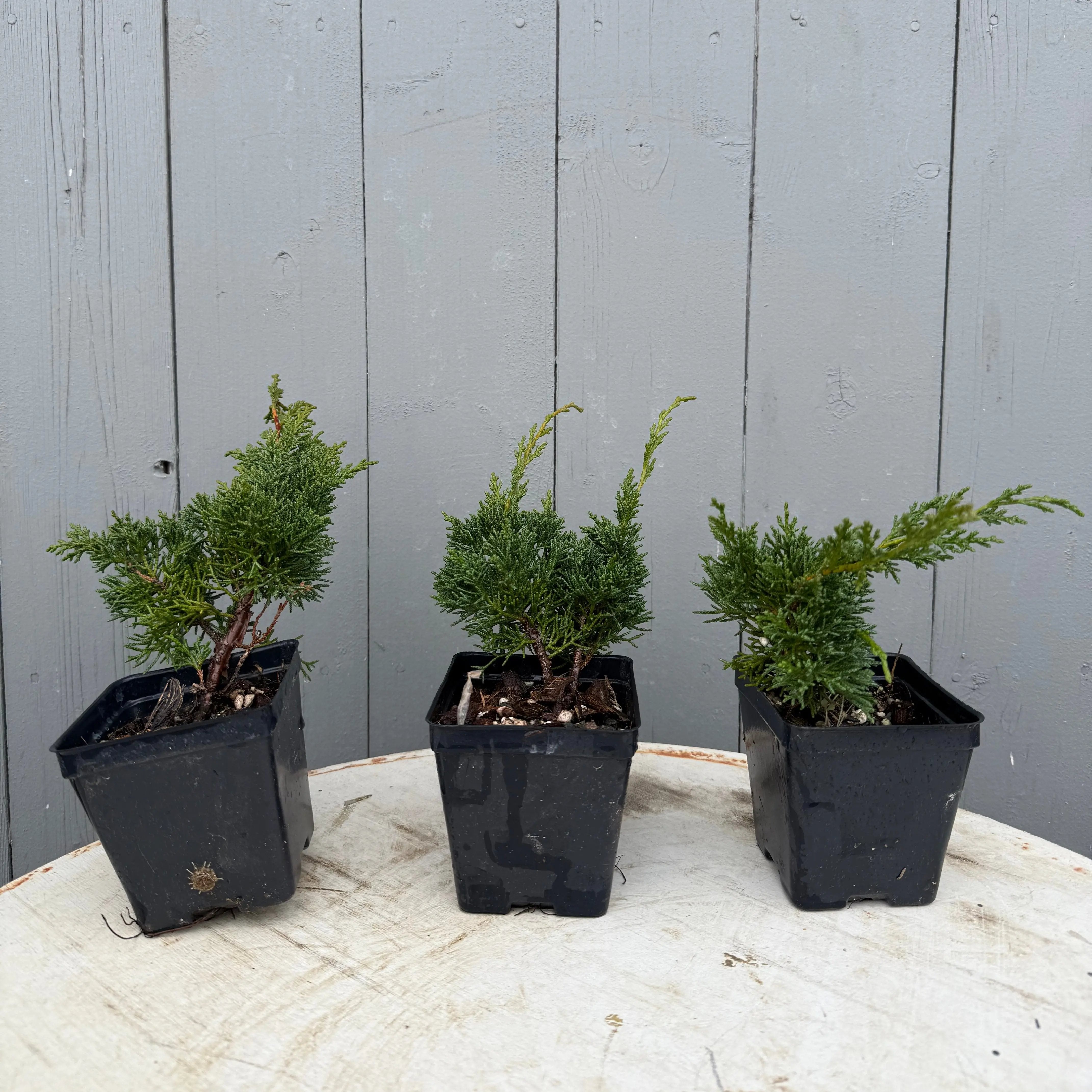 Juniperus (Shimpaku) Canada Bonsai