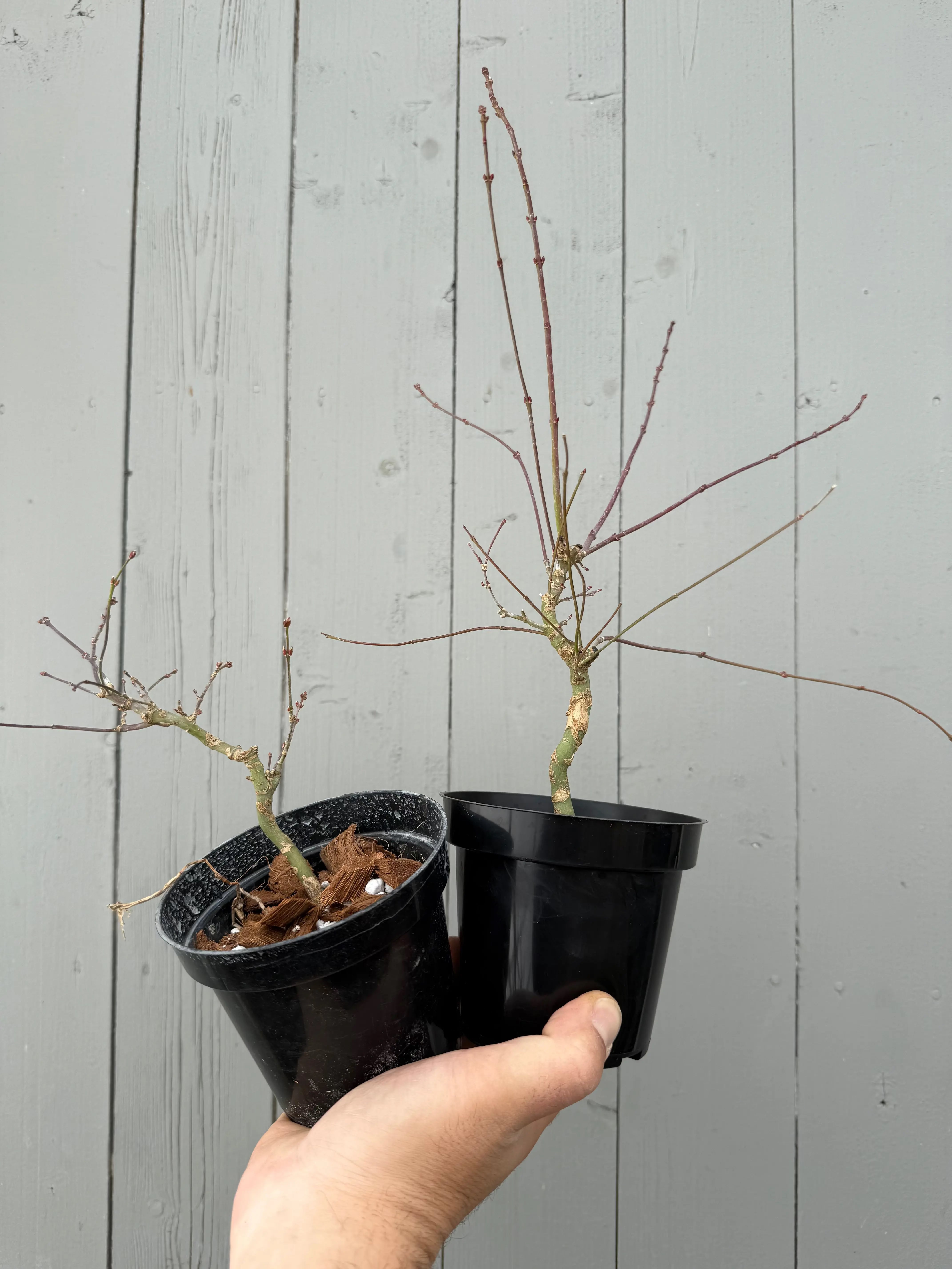 Acer palmatum 'Maihime' Canada Bonsai