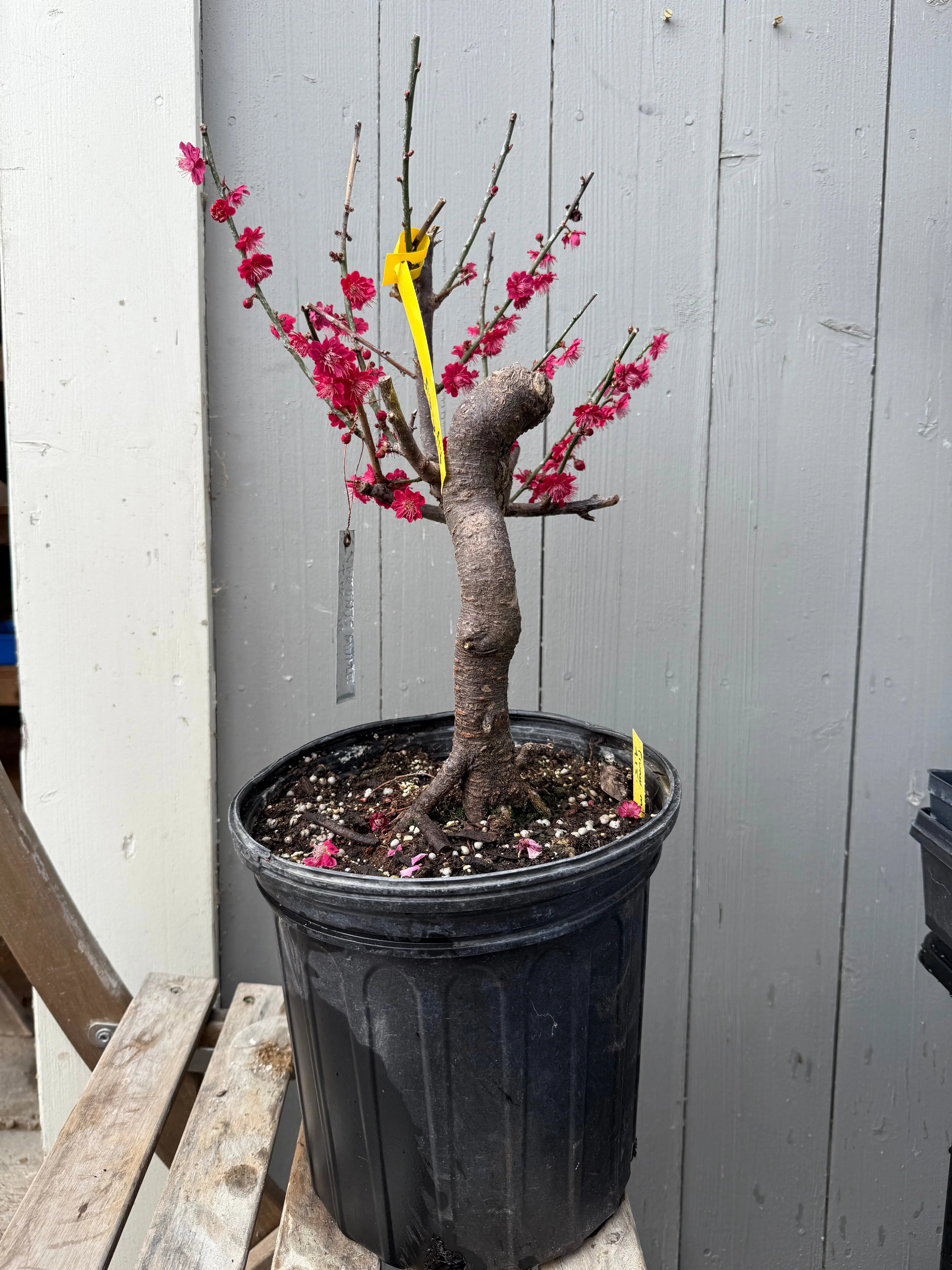 Prunus mume 'Hóngxū zhūshā' Canada Bonsai