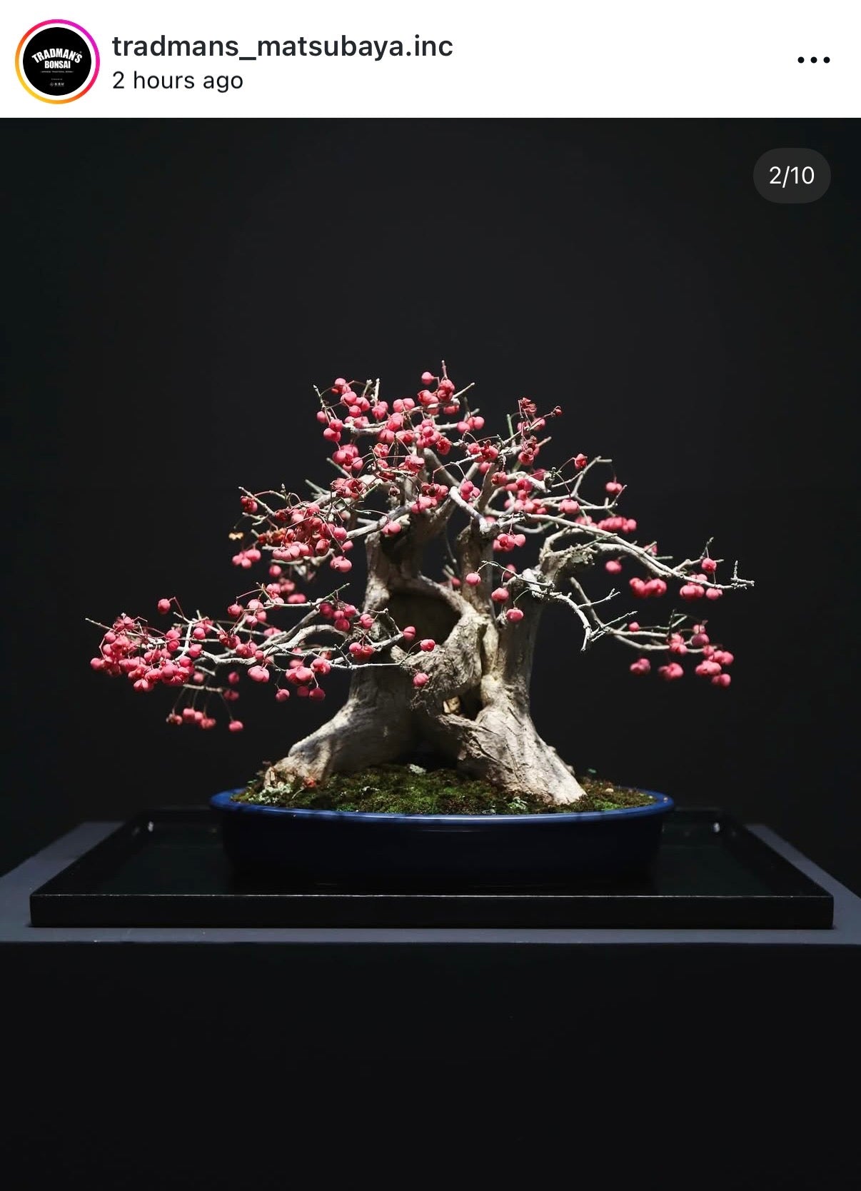 Euonymus