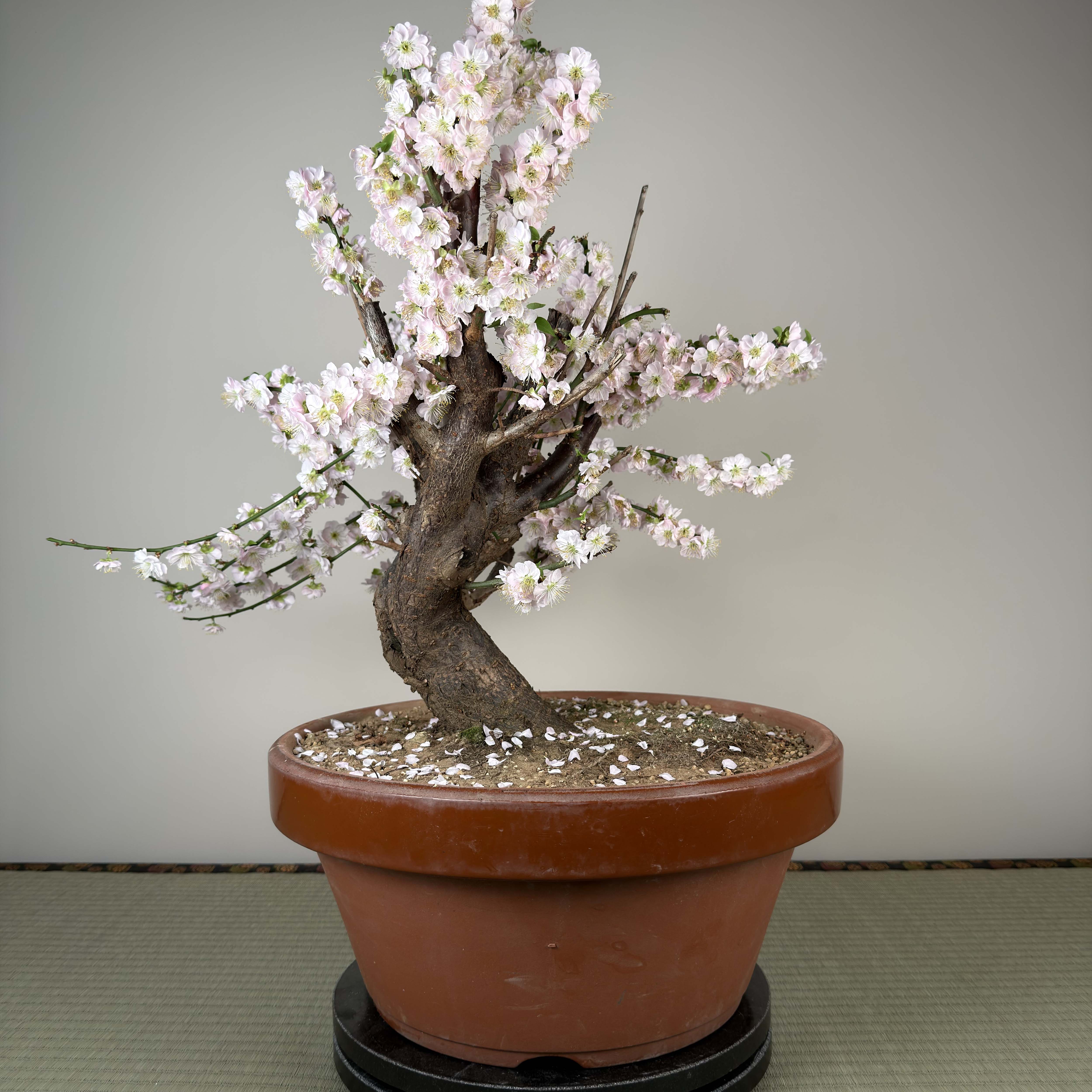 Prunus mume 'Gōng Fěn'