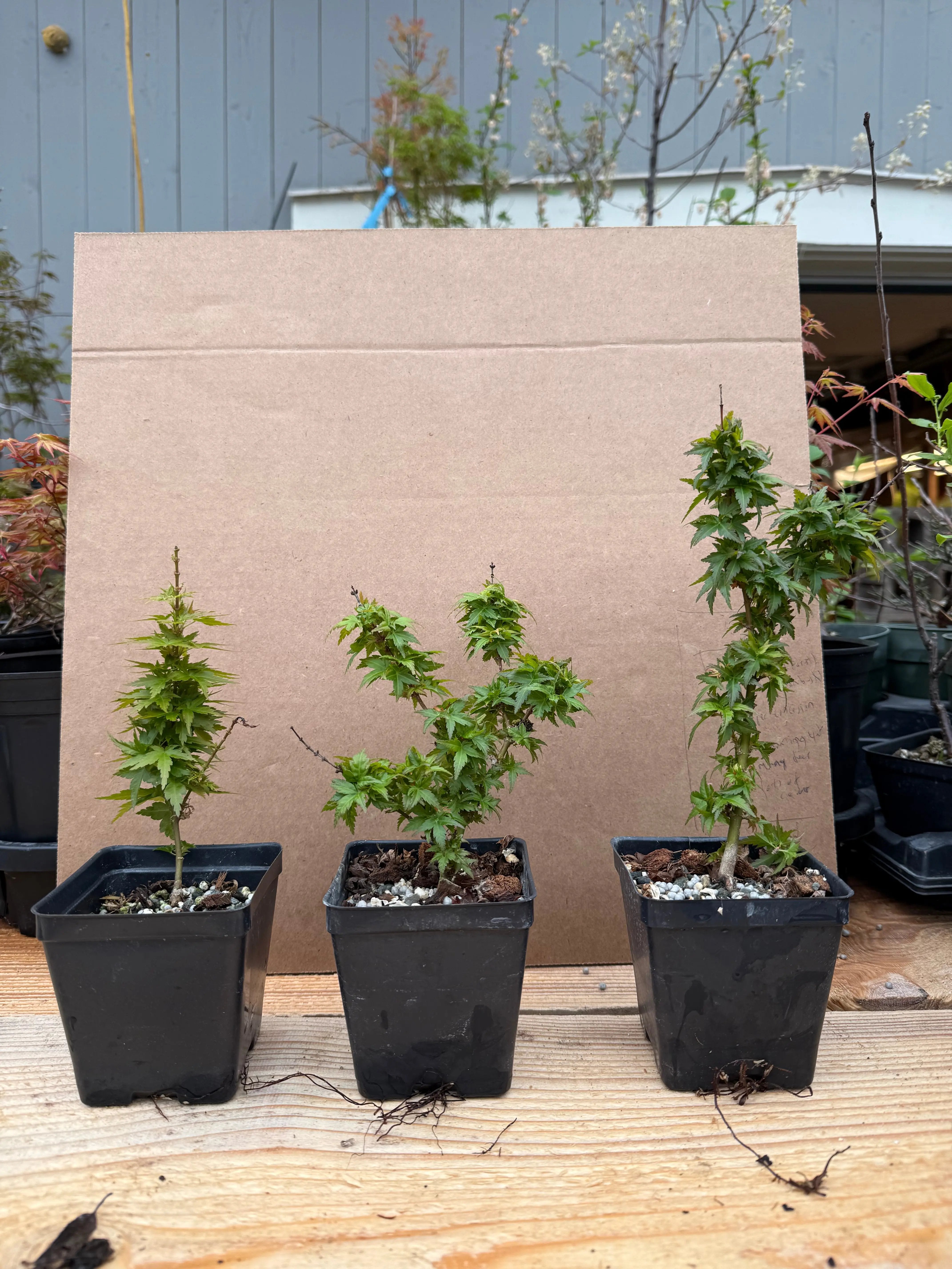 Acer palmatum 'Kotohime' Canada Bonsai