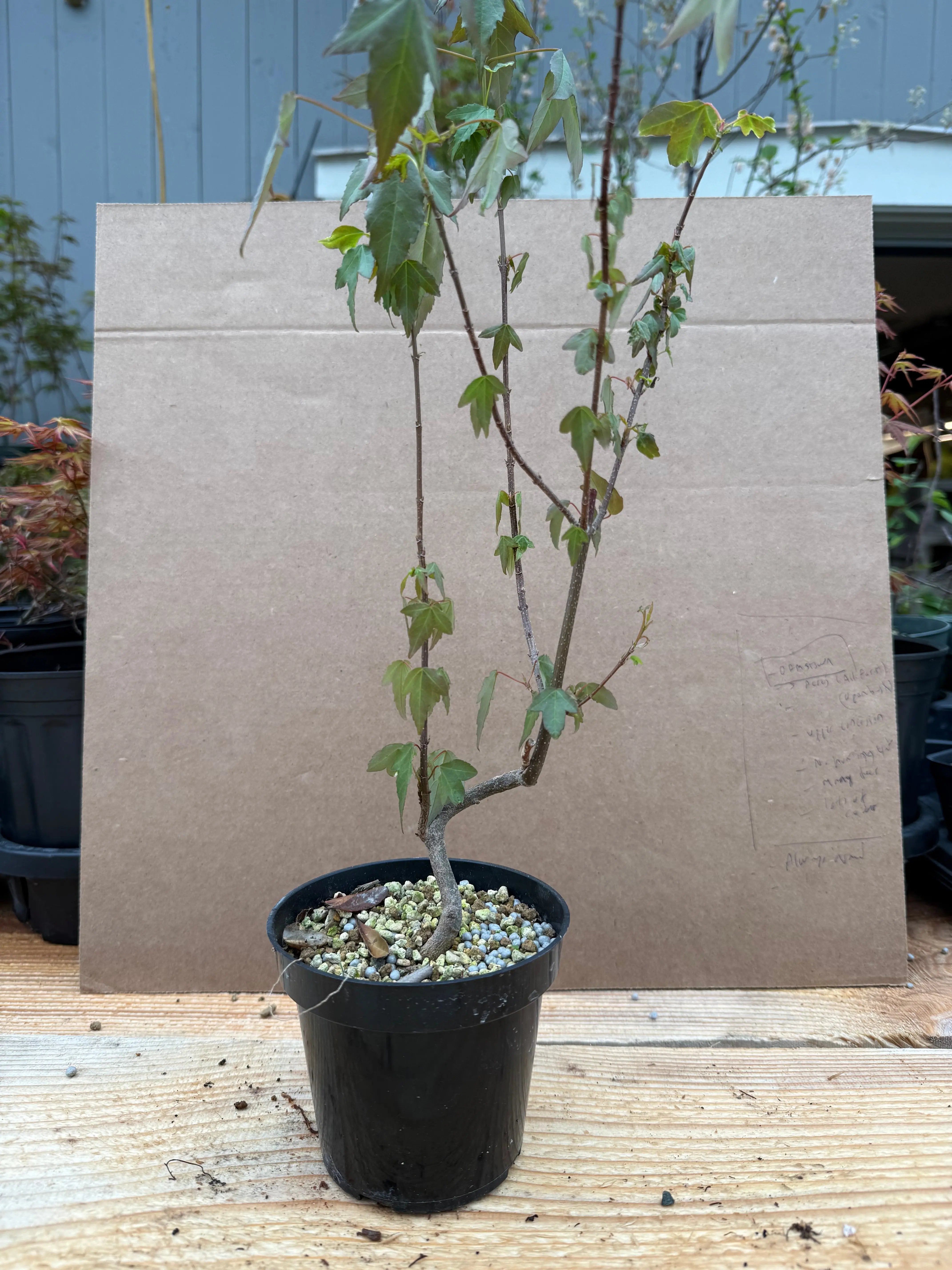 Acer buergerianum Canada Bonsai