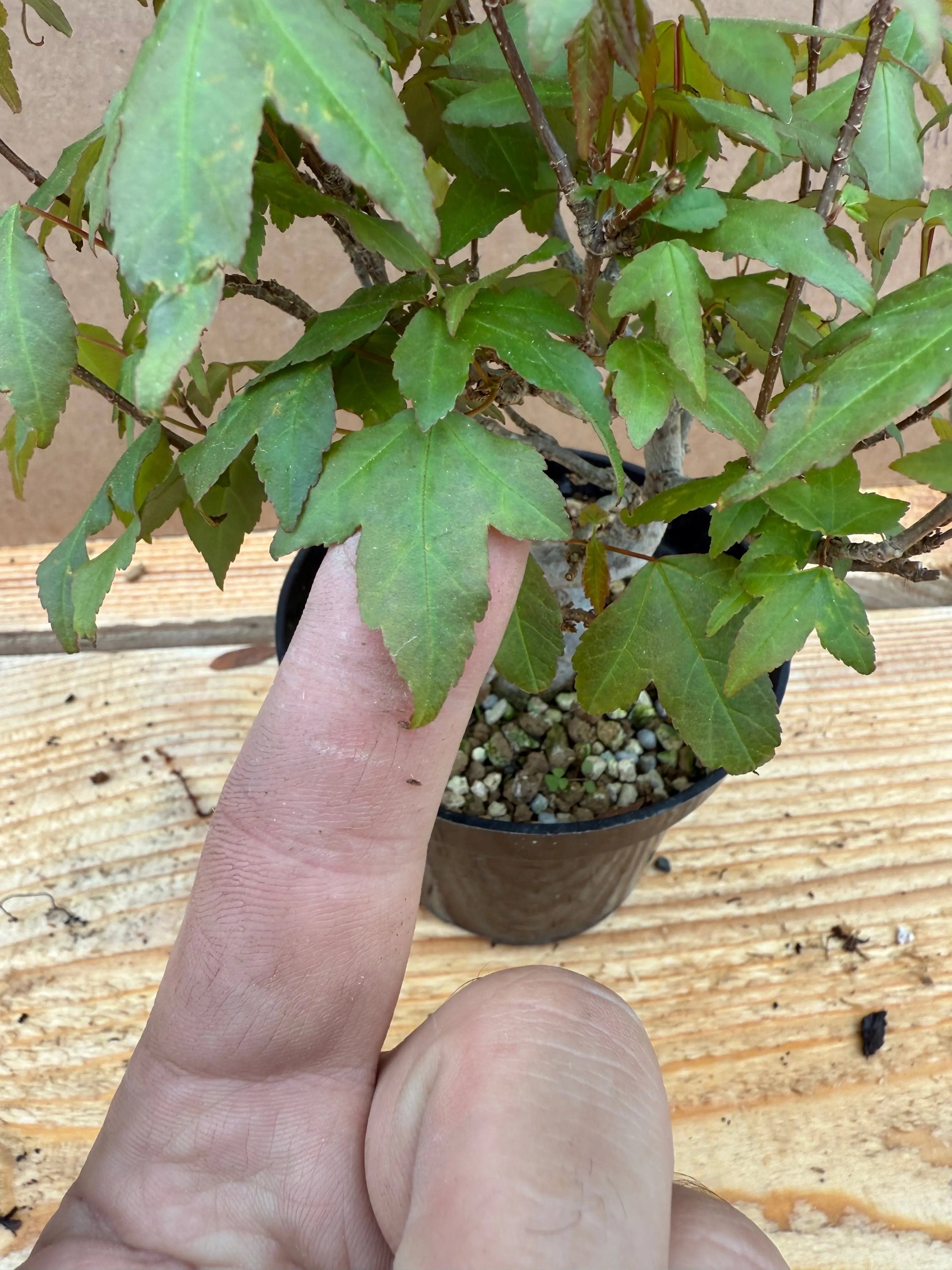Acer buergerianum Canada Bonsai