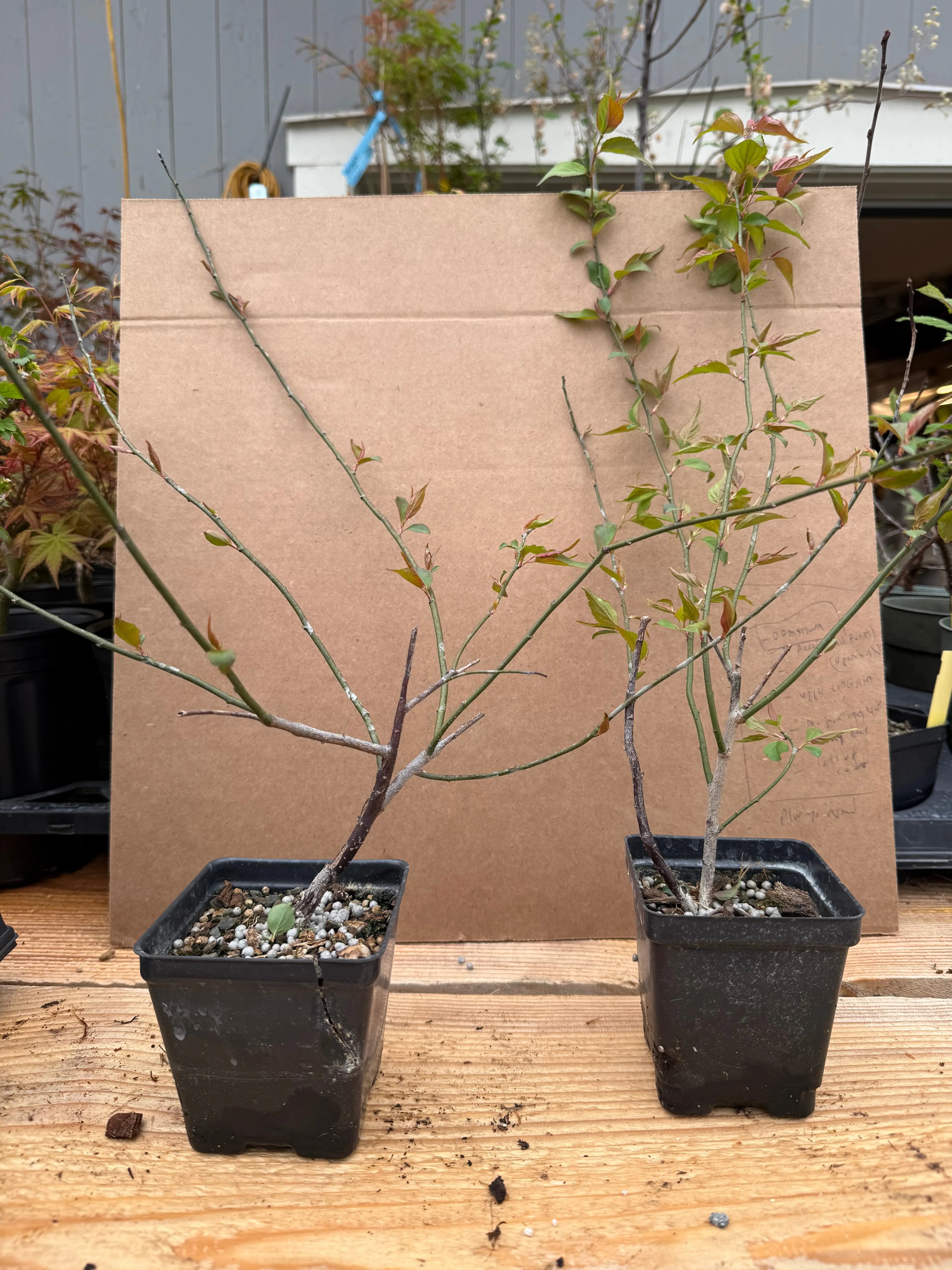 Prunus mume Canada Bonsai