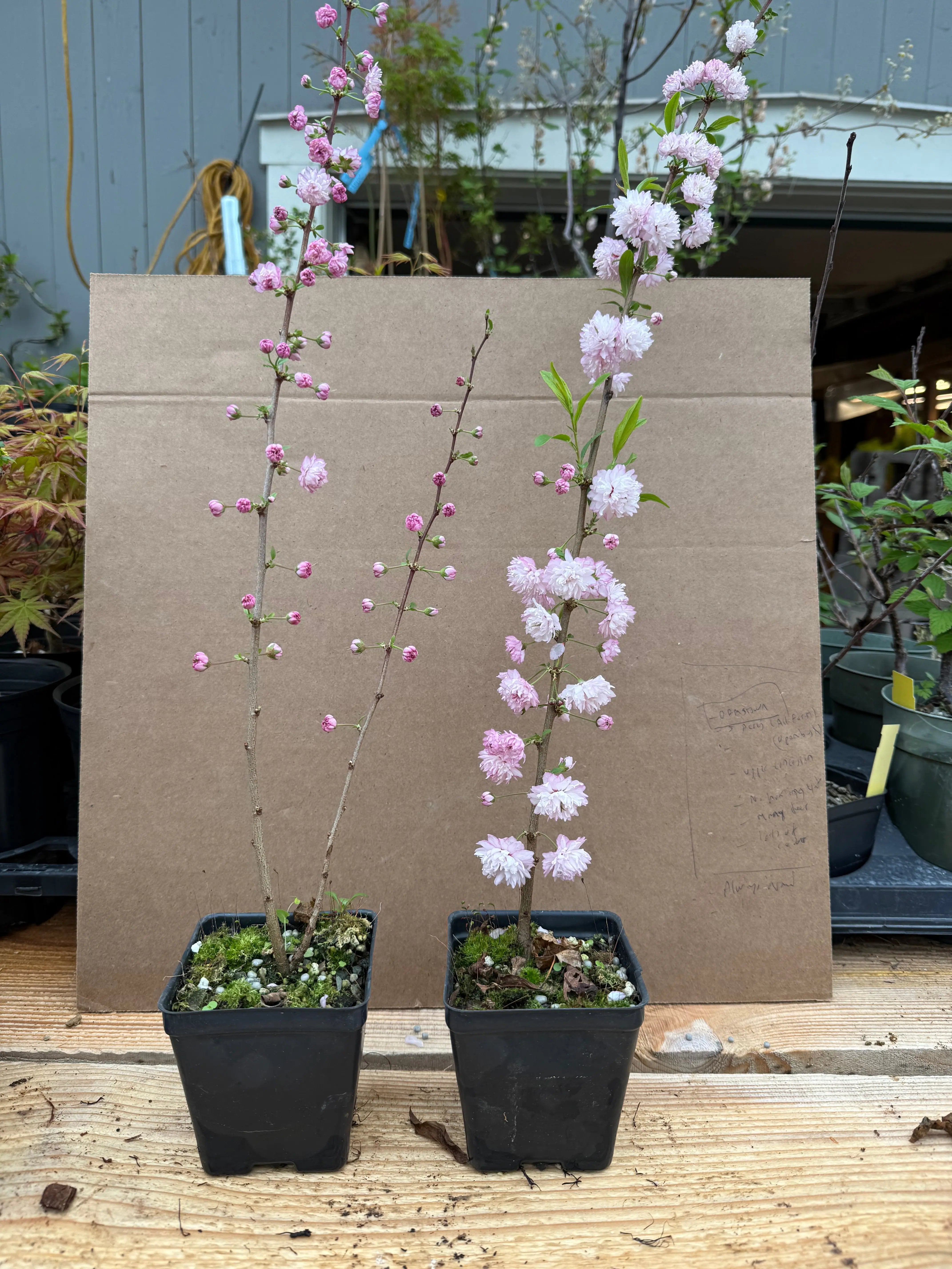Prunus glandulosa Canada Bonsai