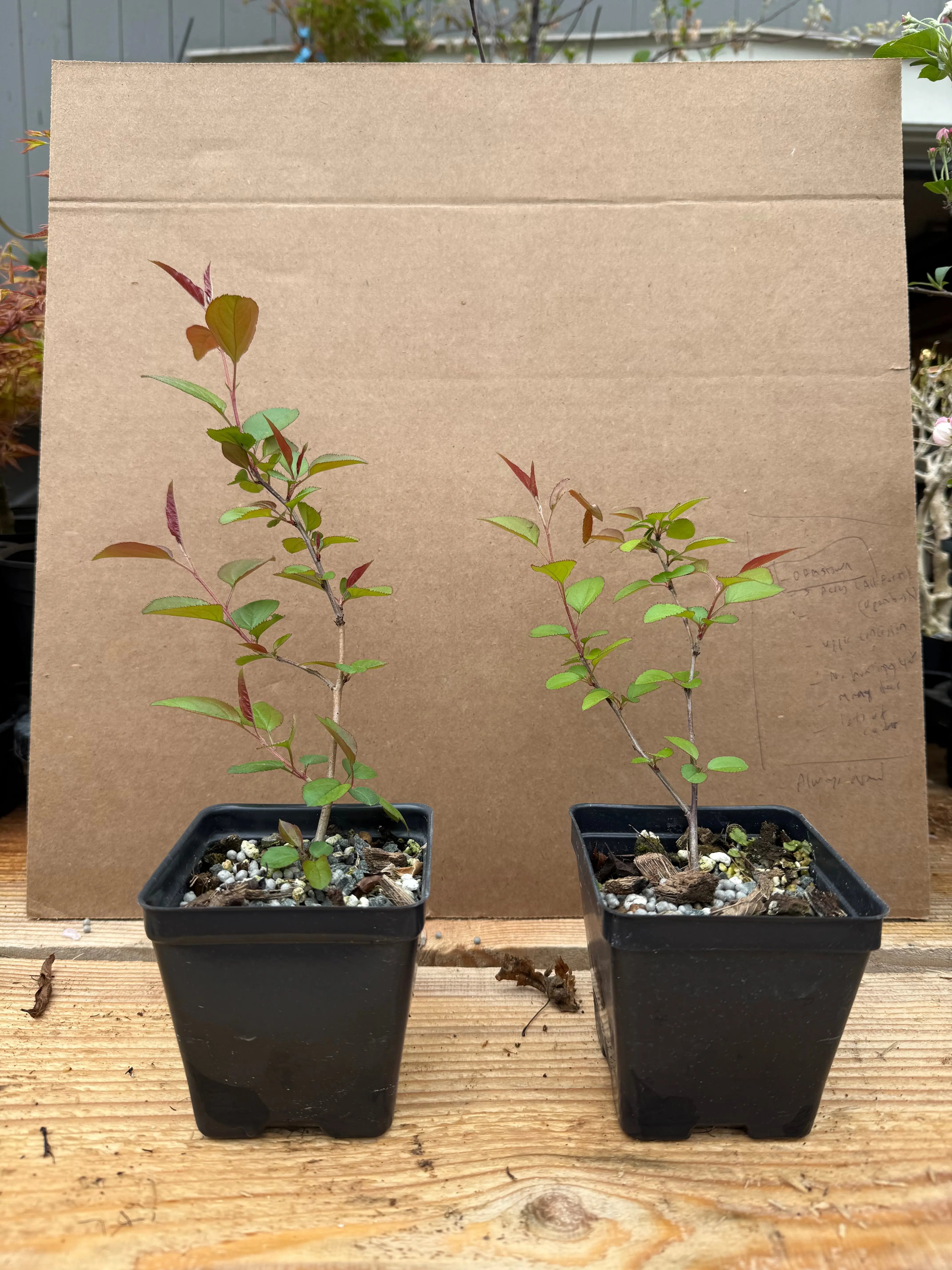 Malus hupehensis Canada Bonsai