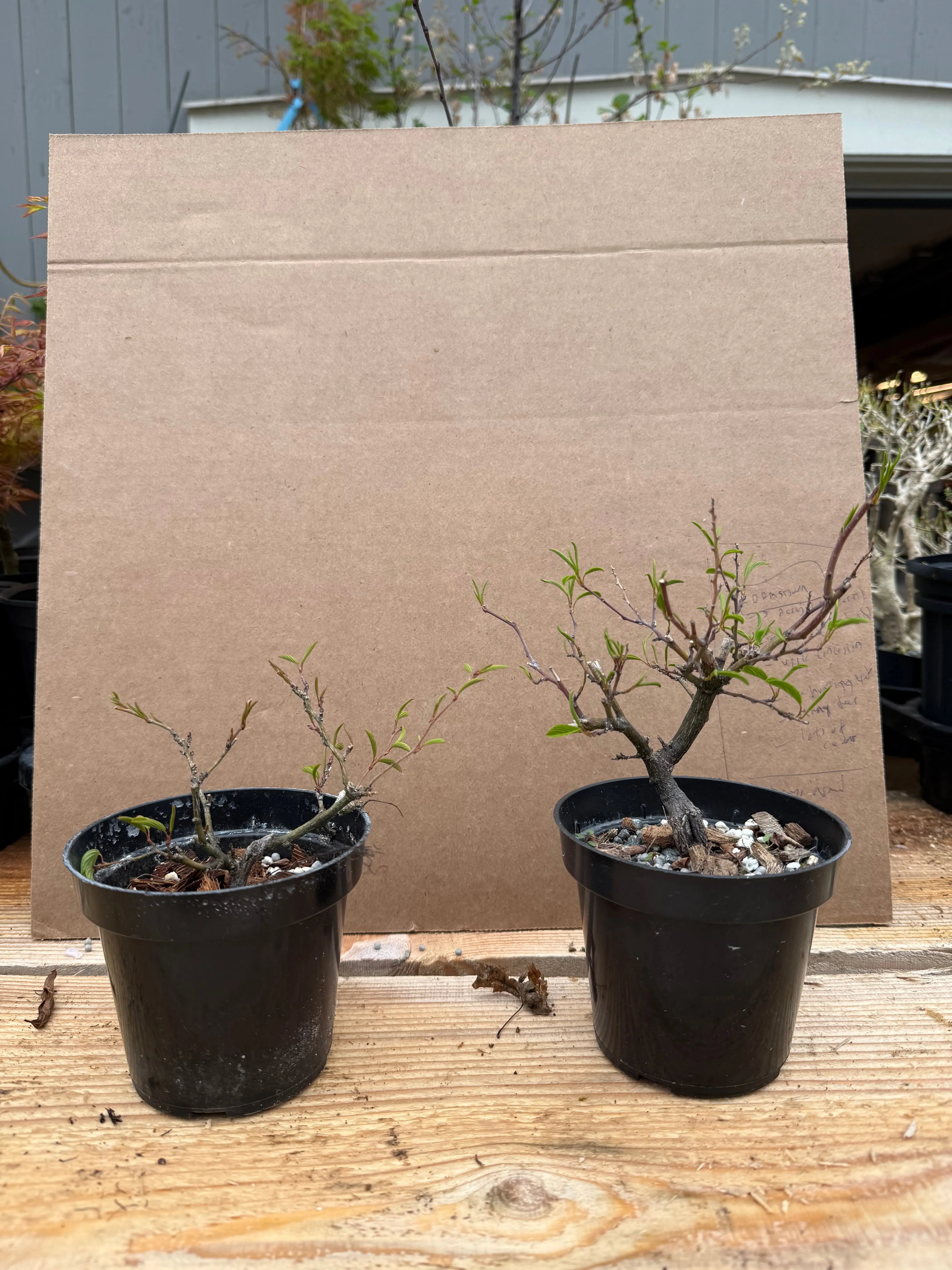 Berchemia racemosa Canada Bonsai