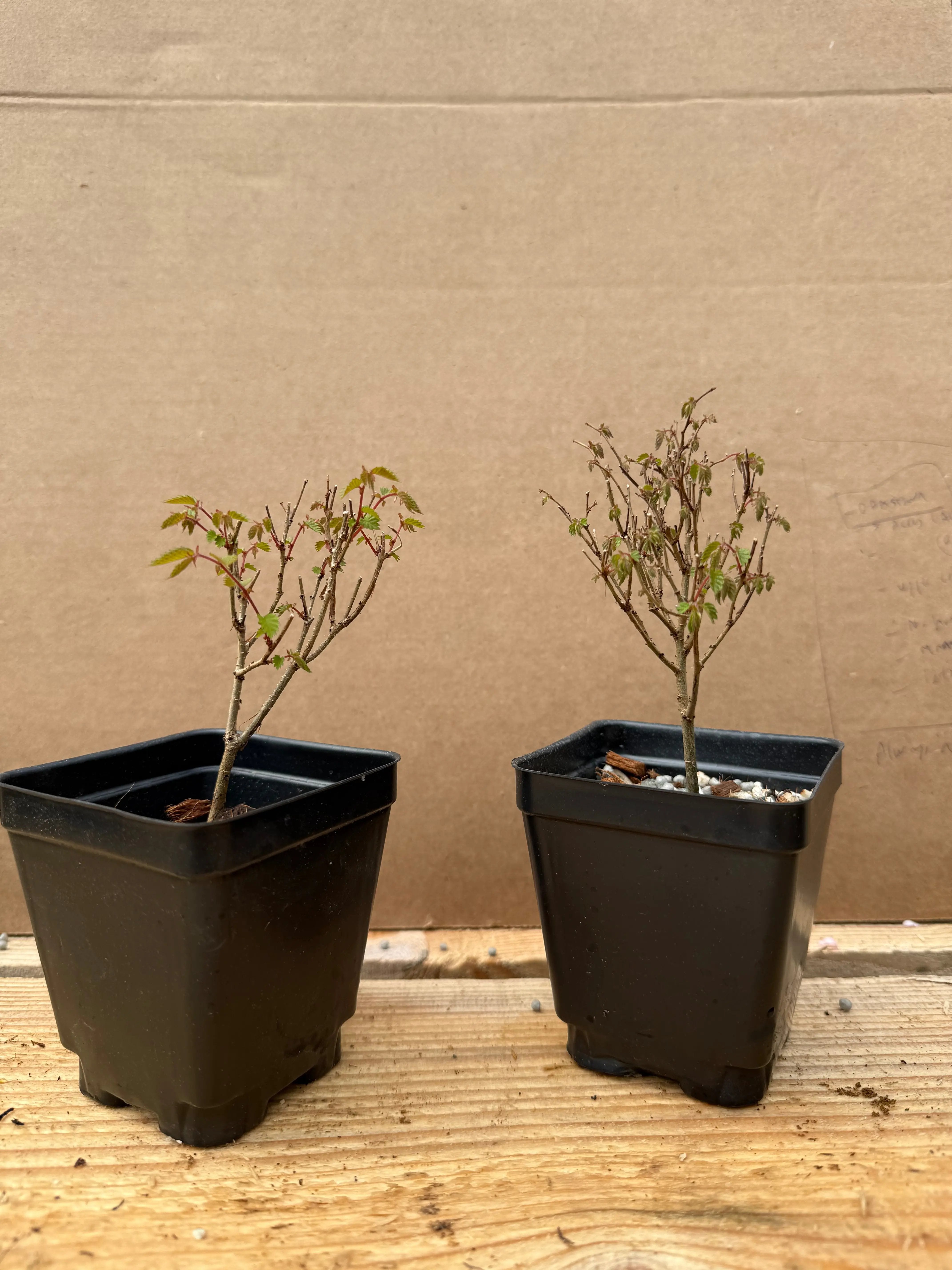 Zelkova serrata Canada Bonsai