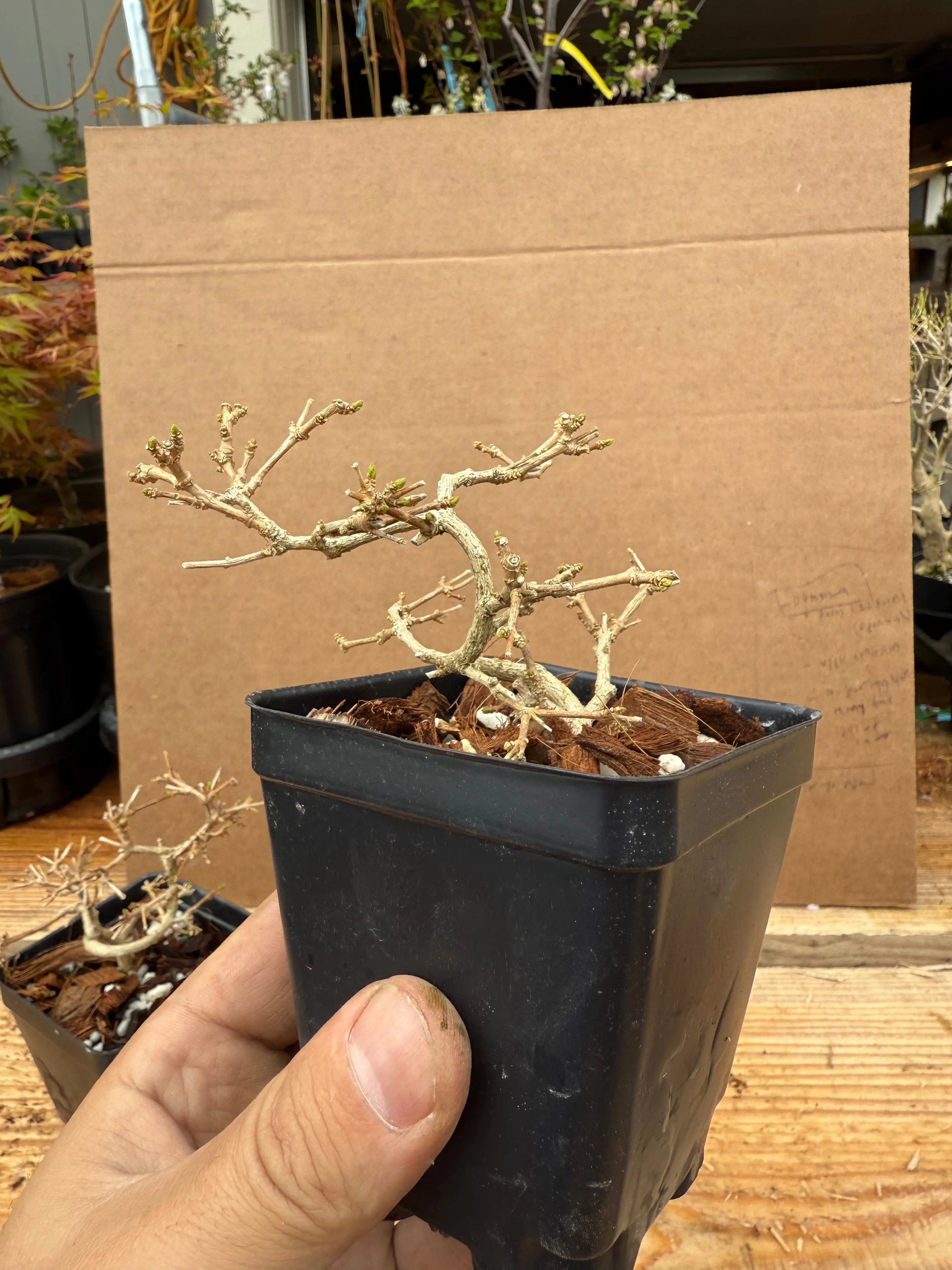 Premna japonica (small) Canada Bonsai