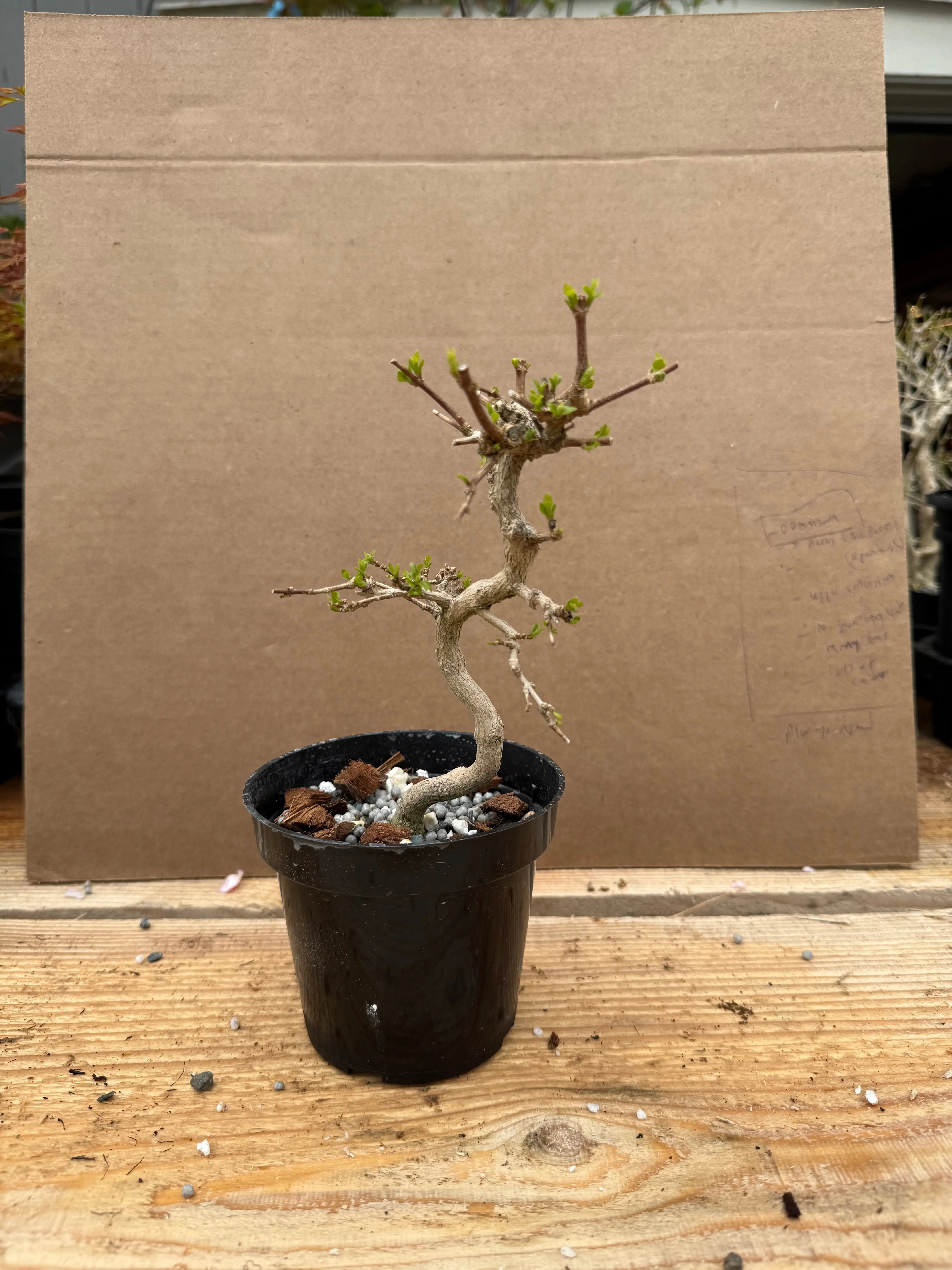 Premna japonica (large) Canada Bonsai