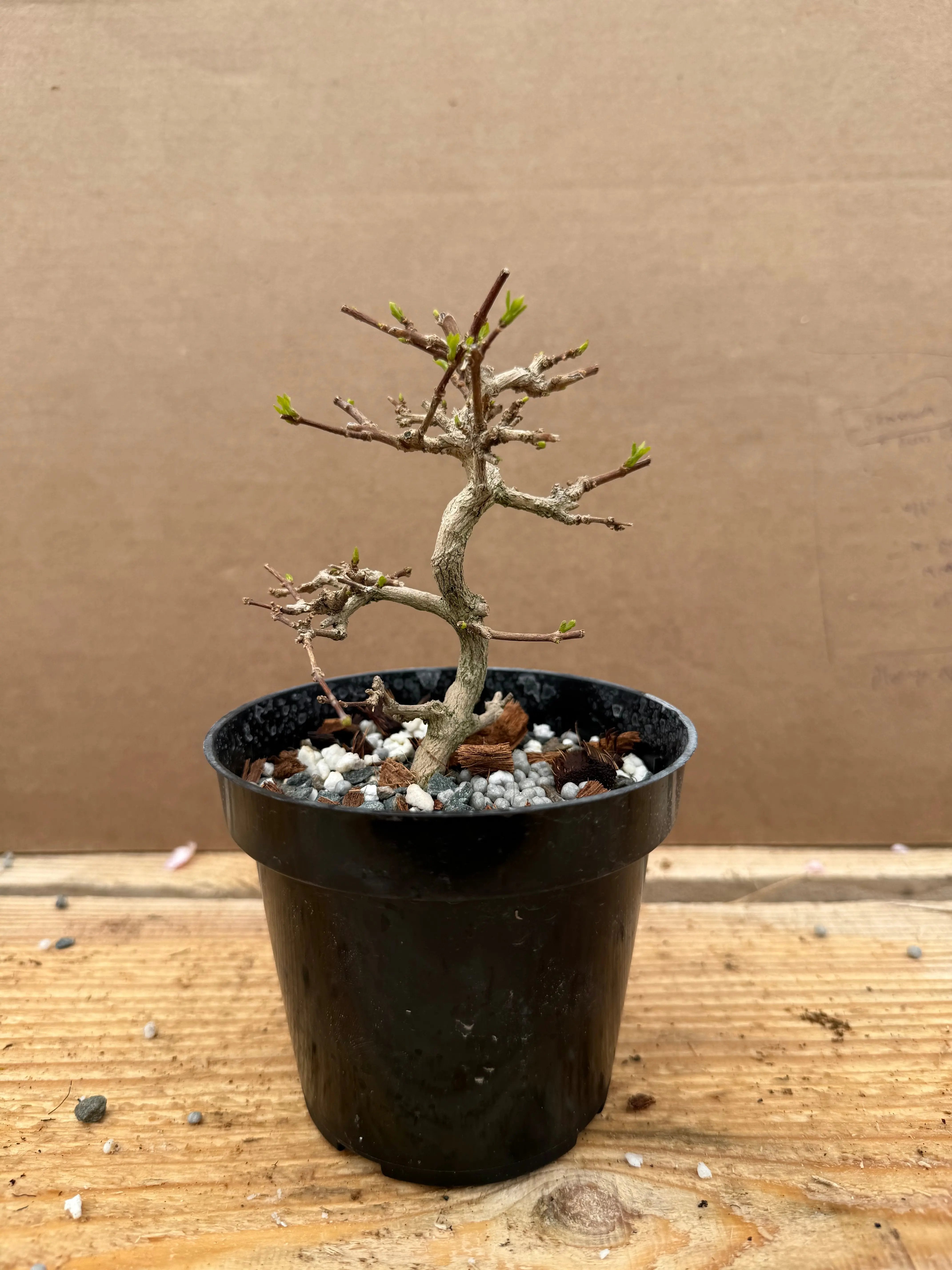 Premna japonica (large) Canada Bonsai