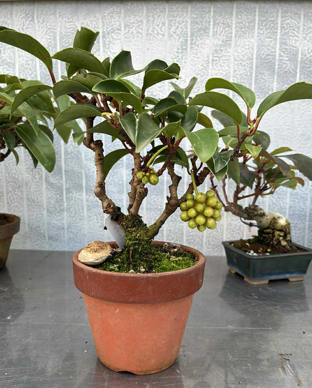 Kadsura Canada Bonsai