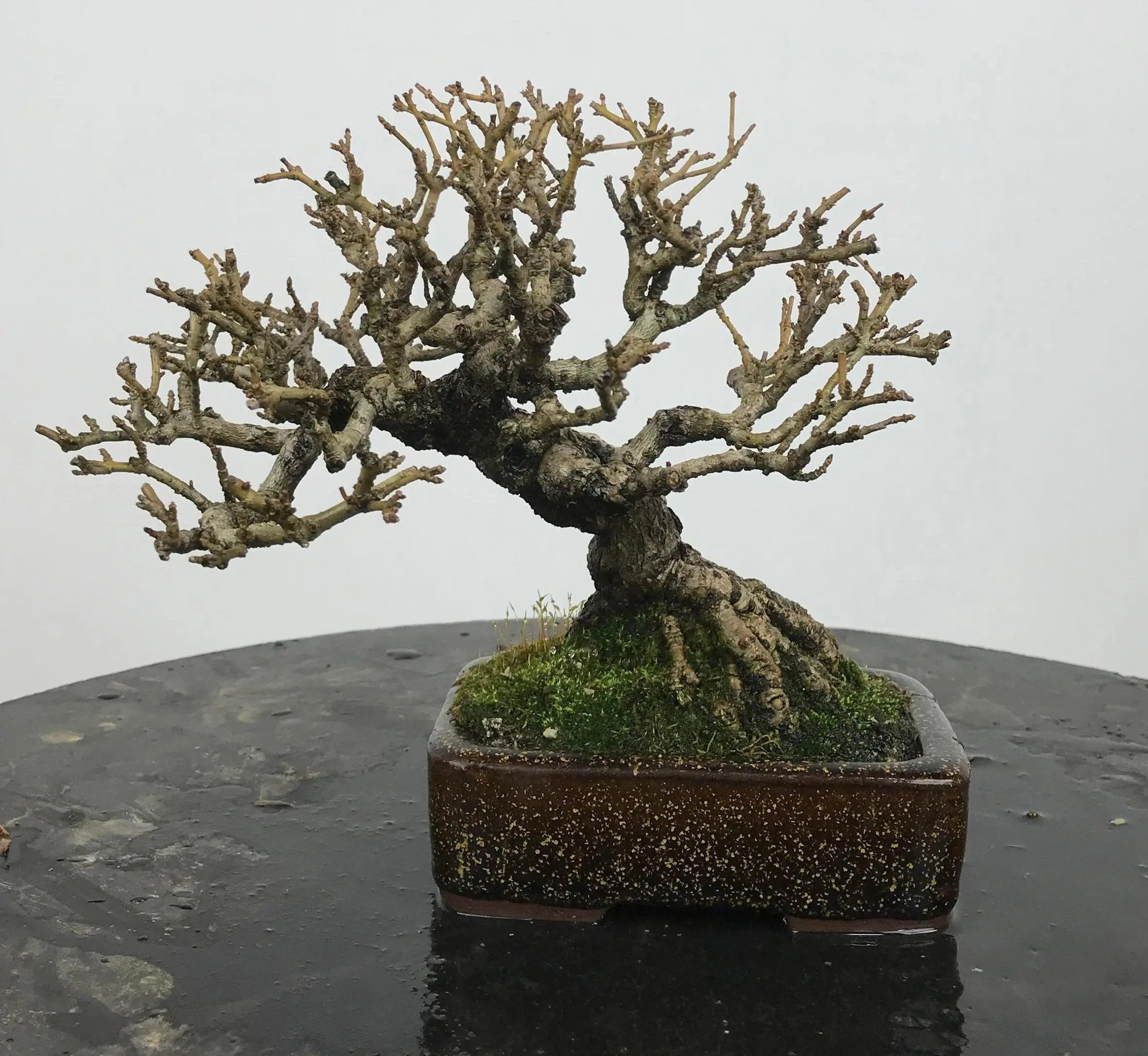 Ligustrum #1 Canada Bonsai