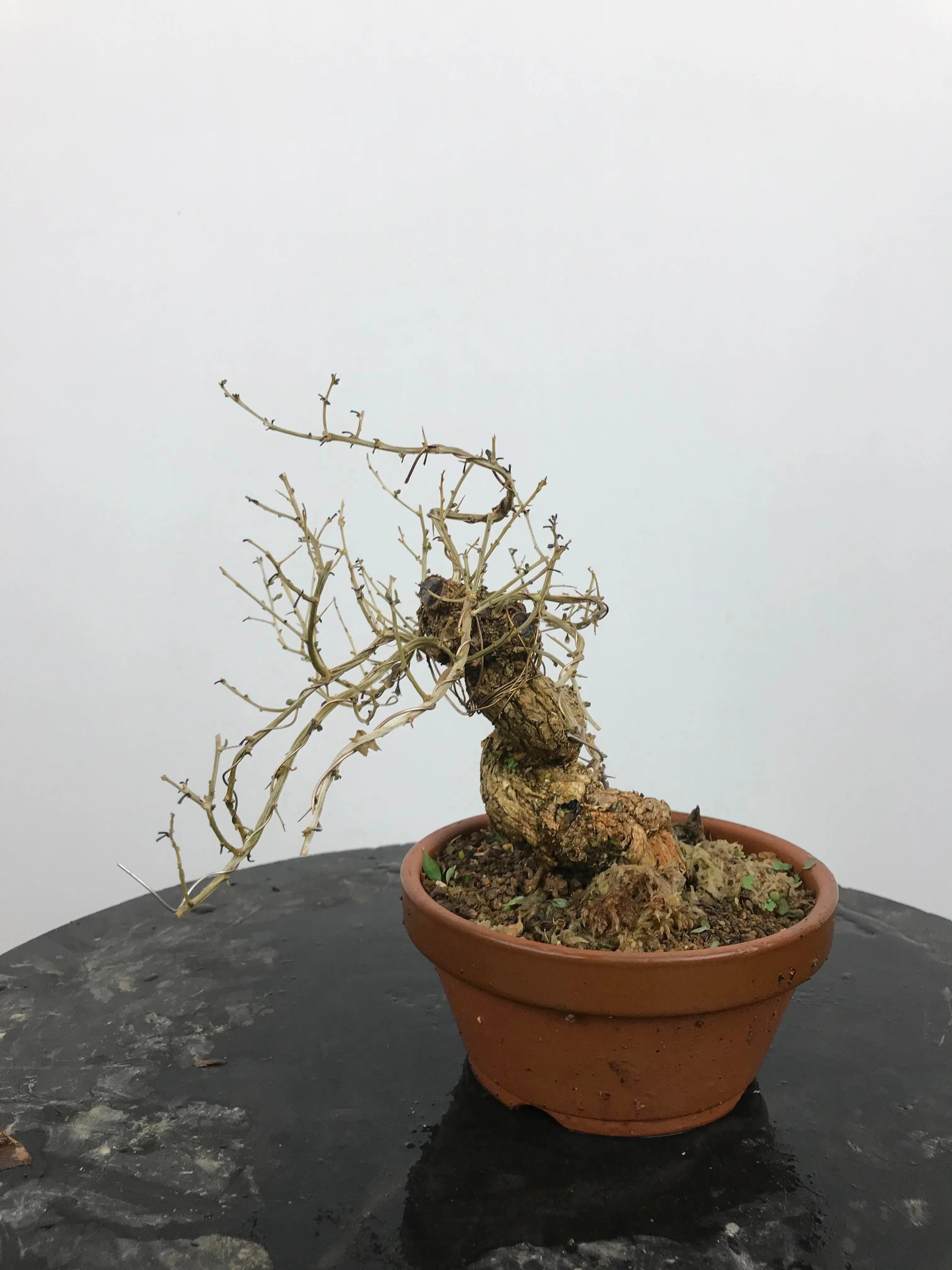 Lycium #1 Canada Bonsai