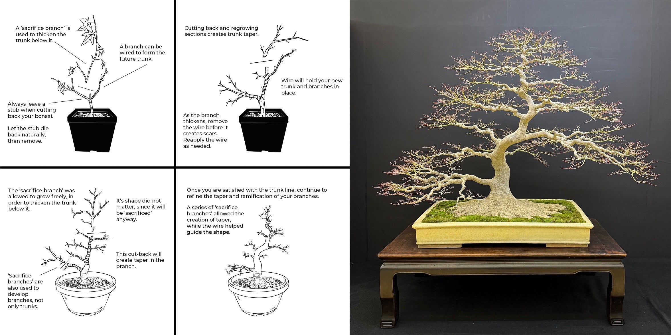 Acer palmatum 'Beni Chidori' (2027)