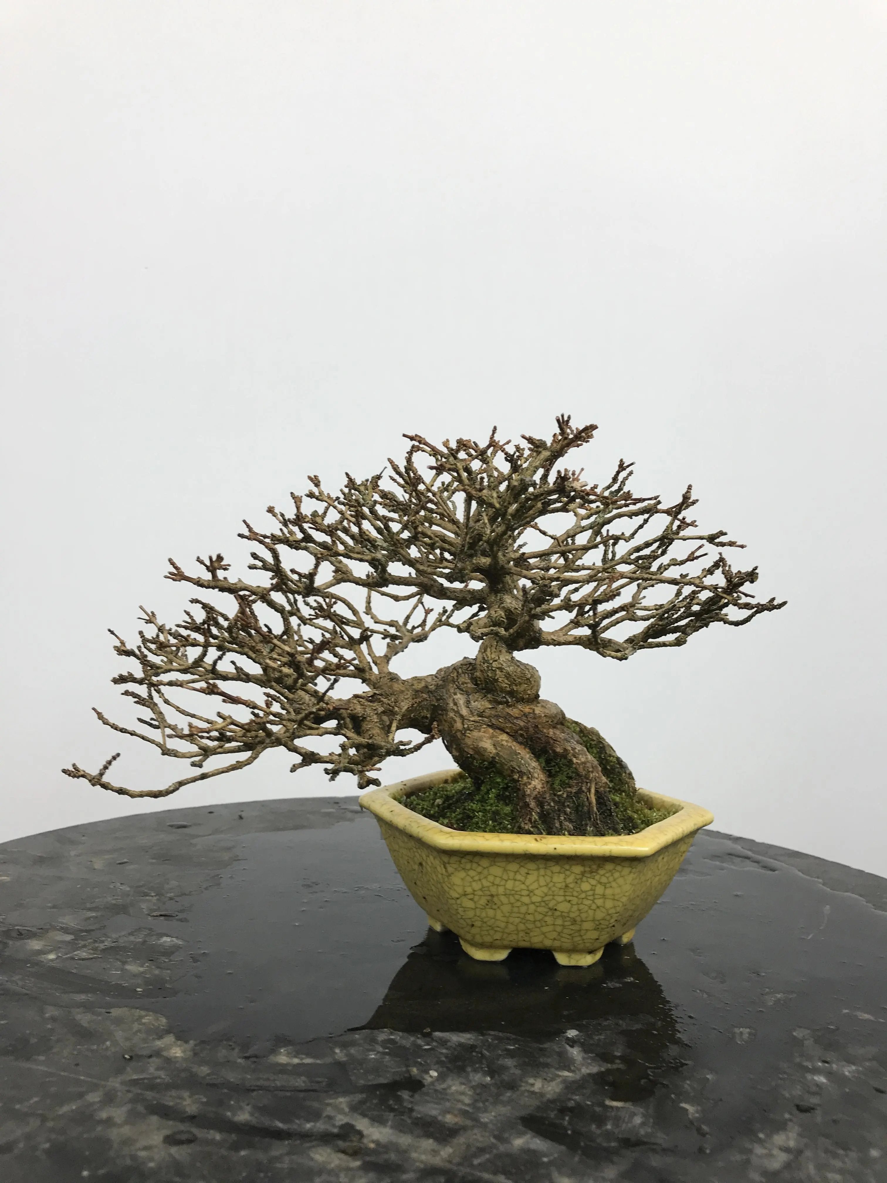 Premna japonica Canada Bonsai