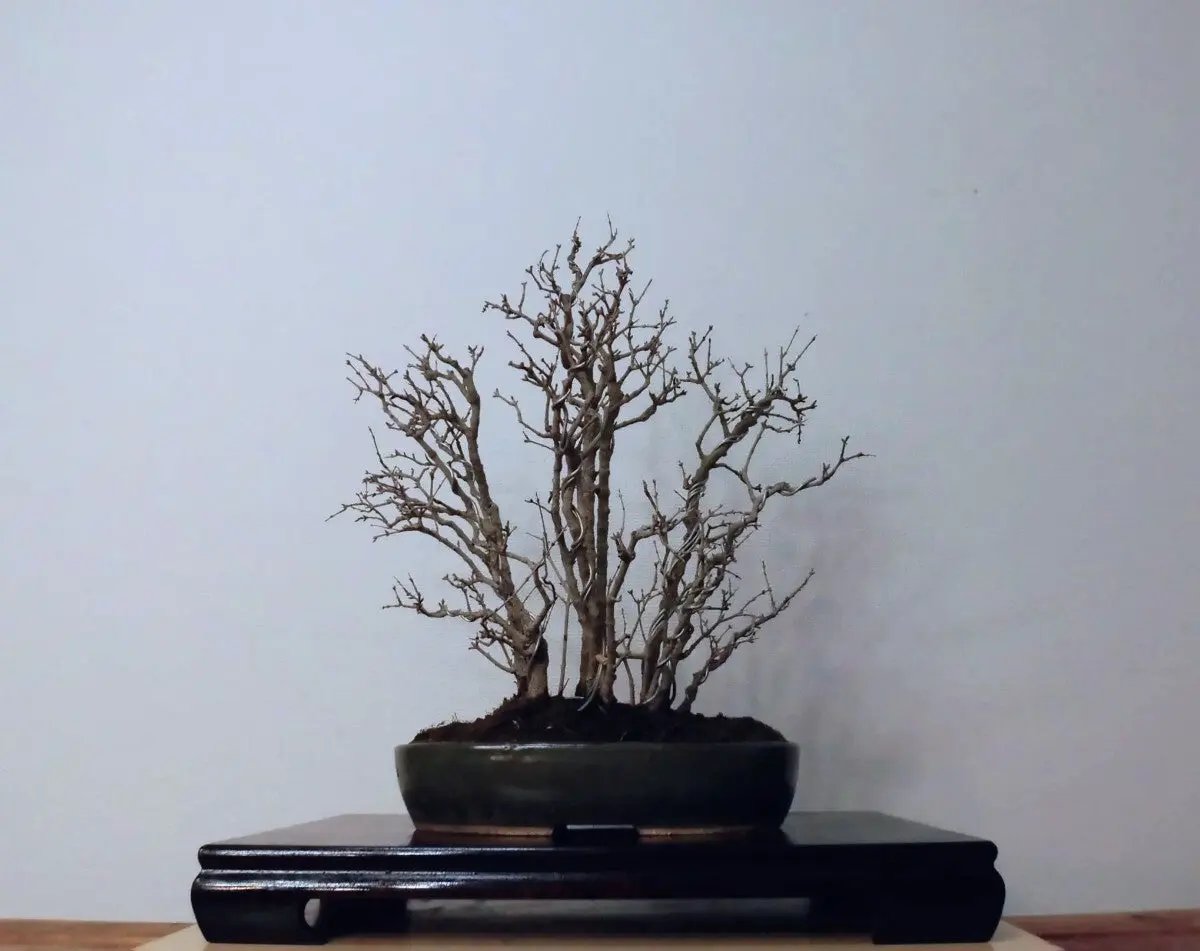 Punica granatum Canada Bonsai