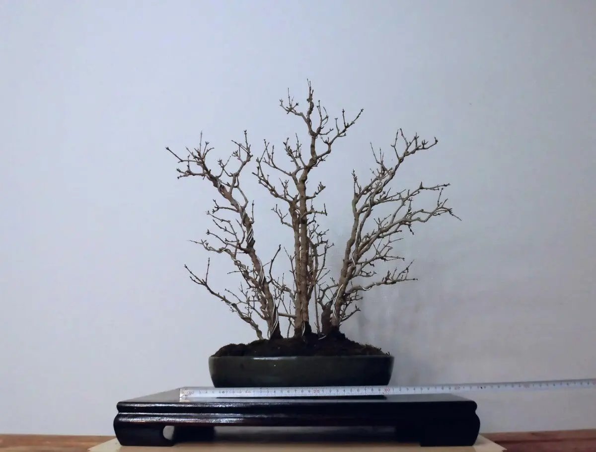 Punica granatum Canada Bonsai