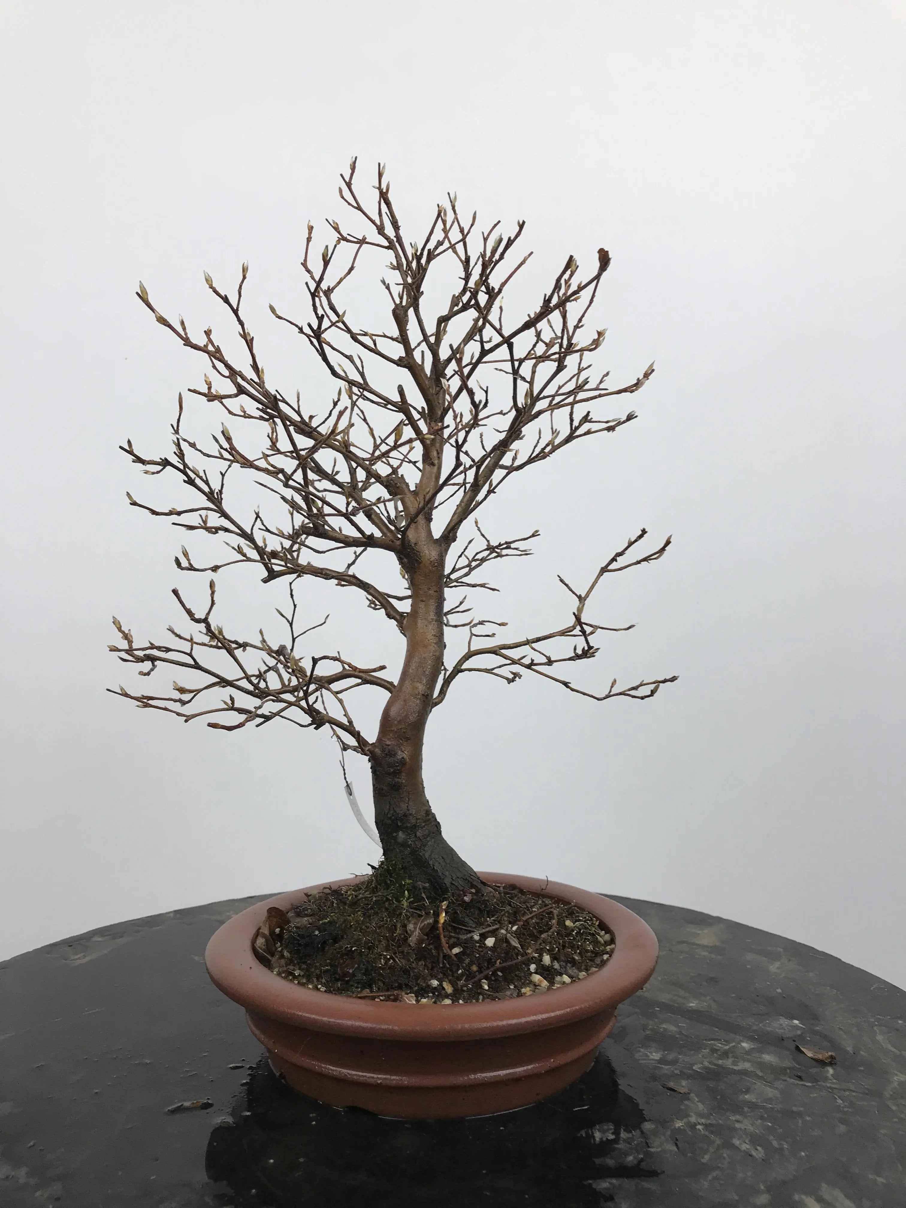 Stewartia #5 Canada Bonsai