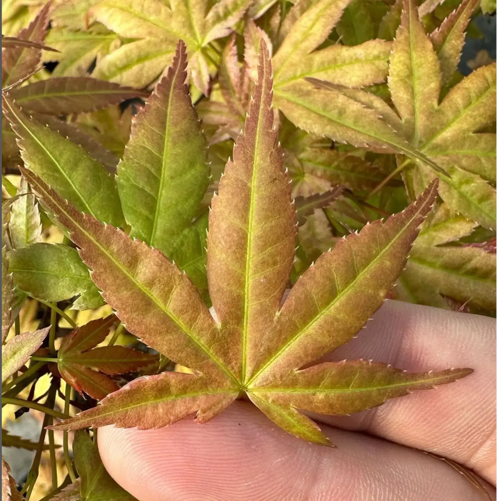 Acer palmatum 'Beni Chidori' (2026) Canada Bonsai