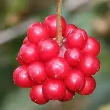 Kadsura #3 Canada Bonsai