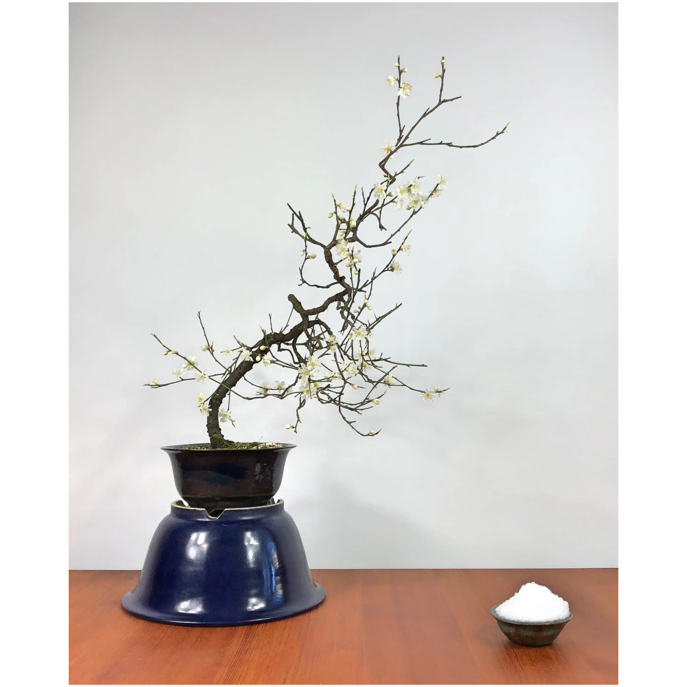 Prunus mume 'Yabai'