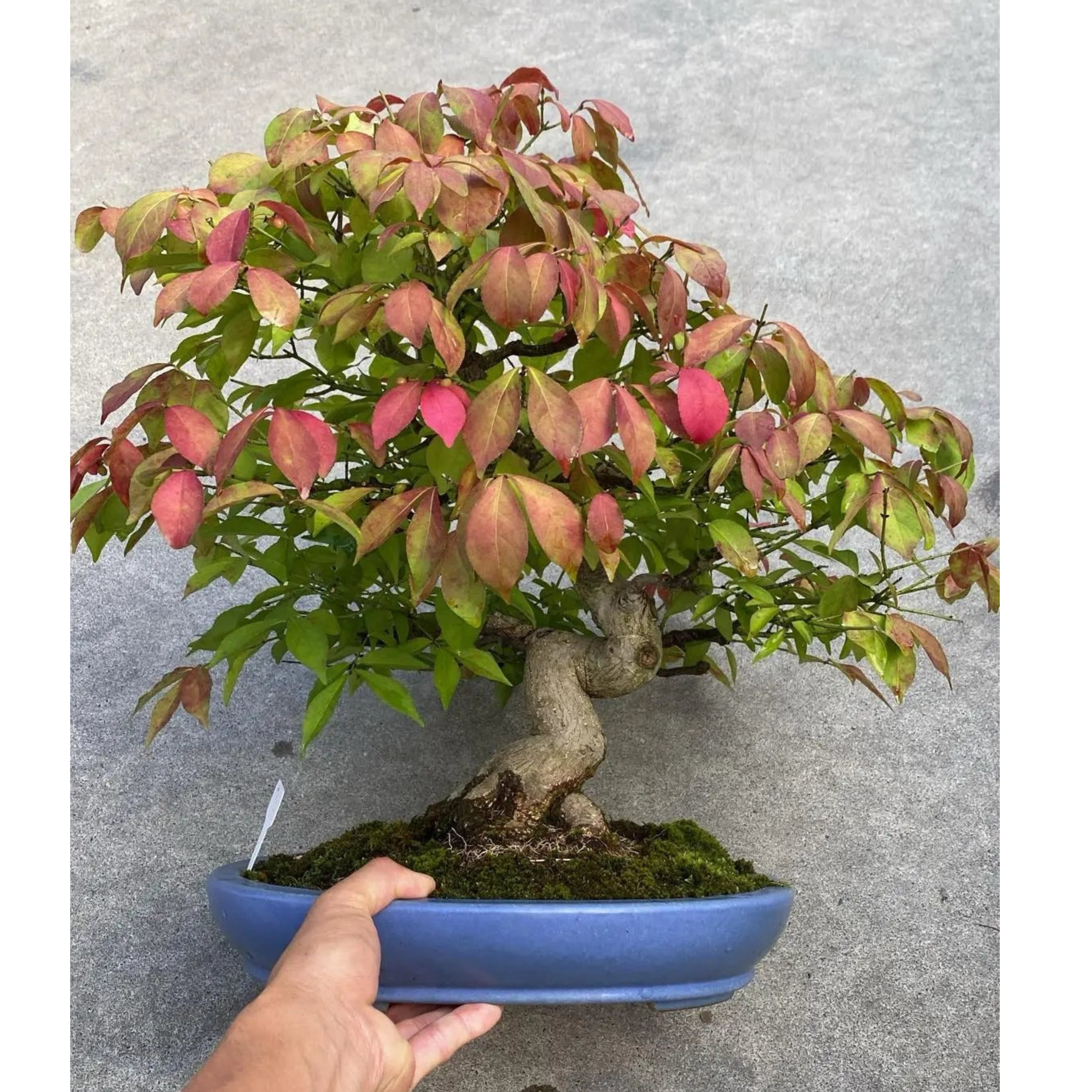 Euonymus