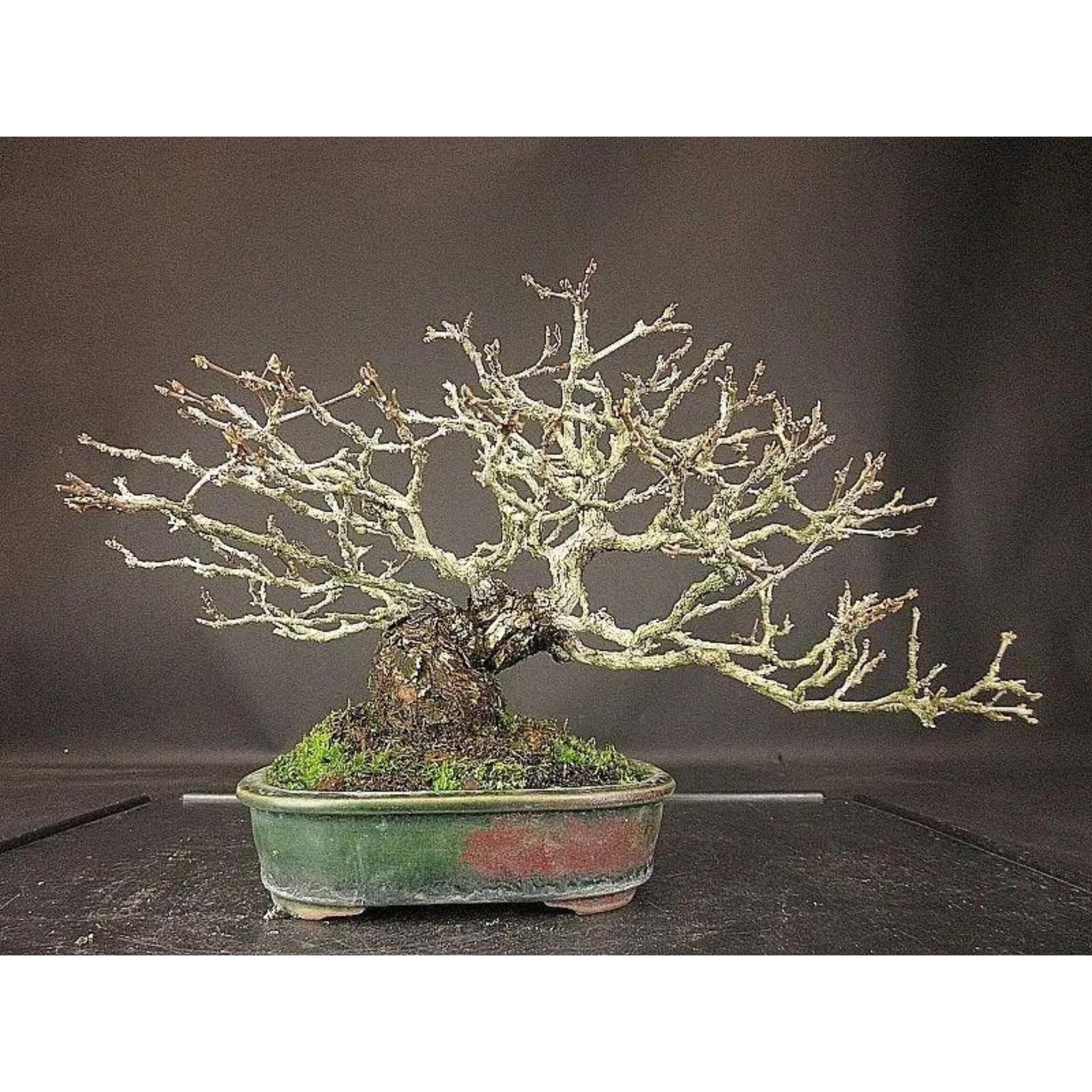 Premna japonica