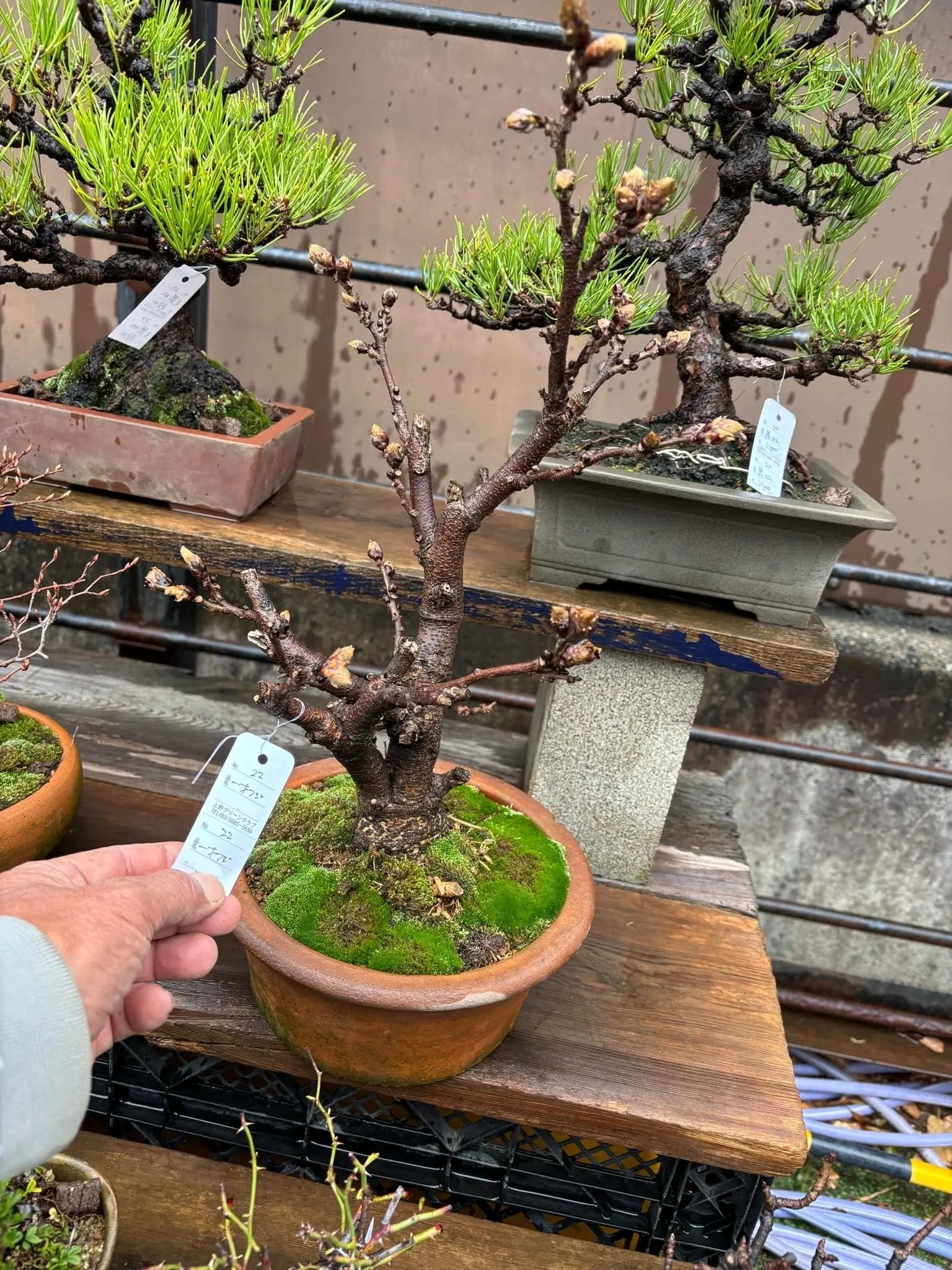 Wisteria floribunda Canada Bonsai
