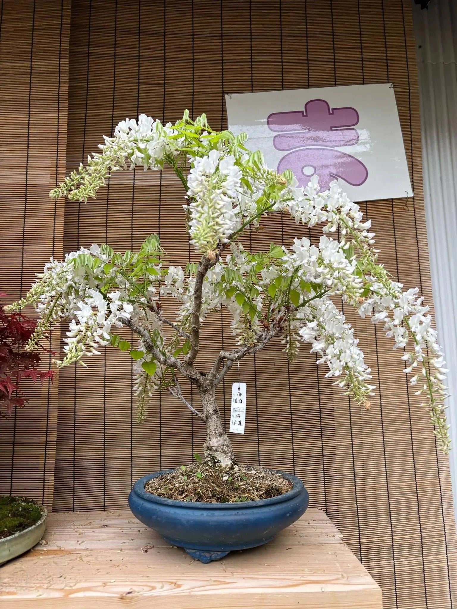 Wisteria floribunda Canada Bonsai