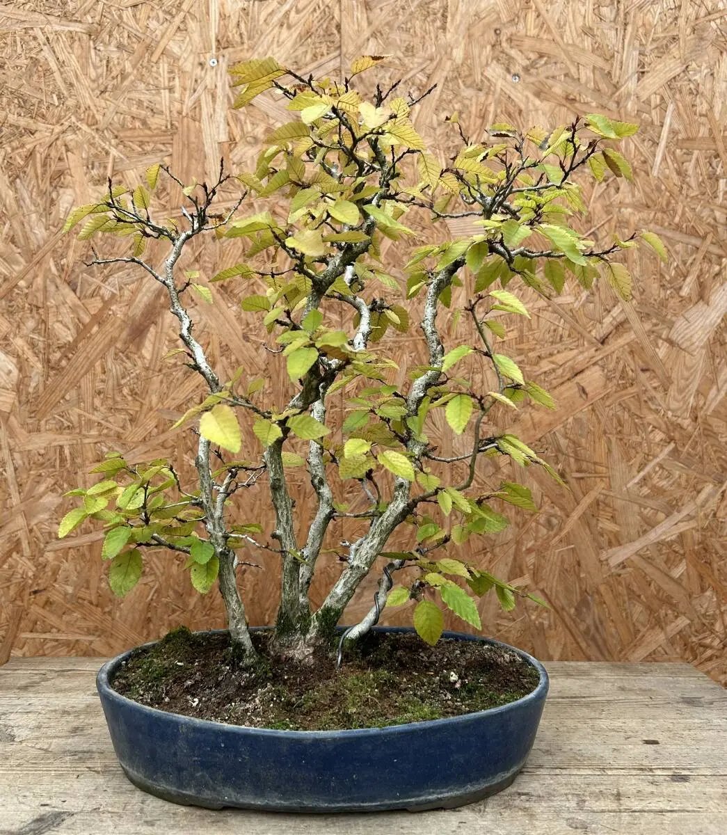 Carpinus turczaninowii Canada Bonsai
