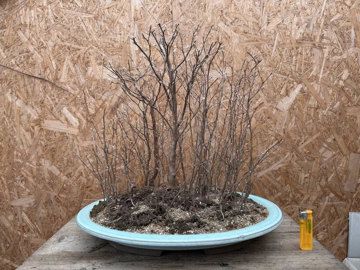 Stewartia monadelpha Canada Bonsai