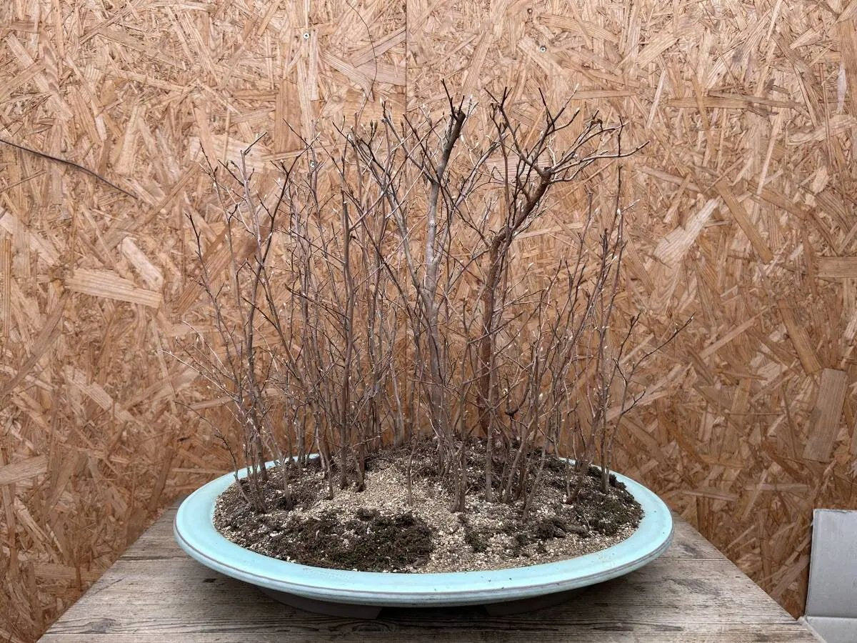 Stewartia monadelpha Canada Bonsai