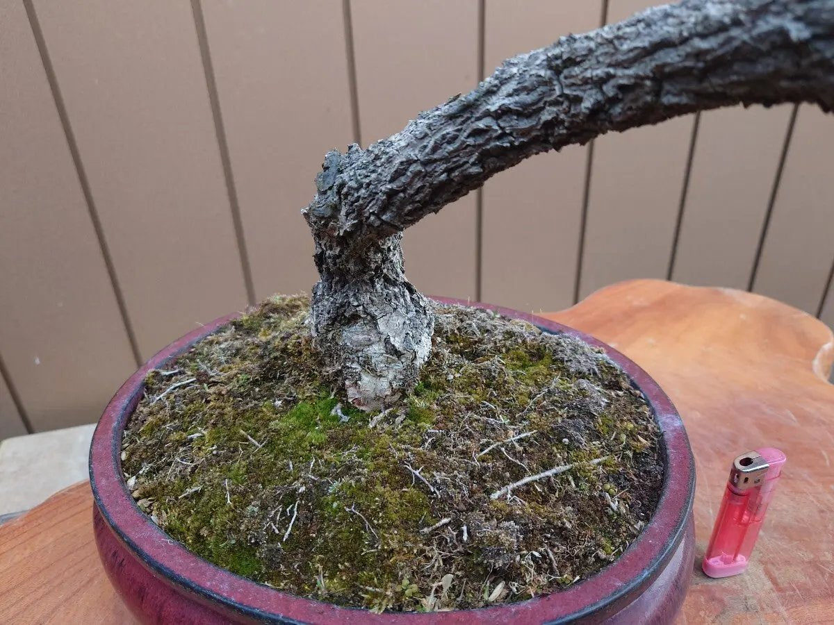 Wisteria floribunda Canada Bonsai